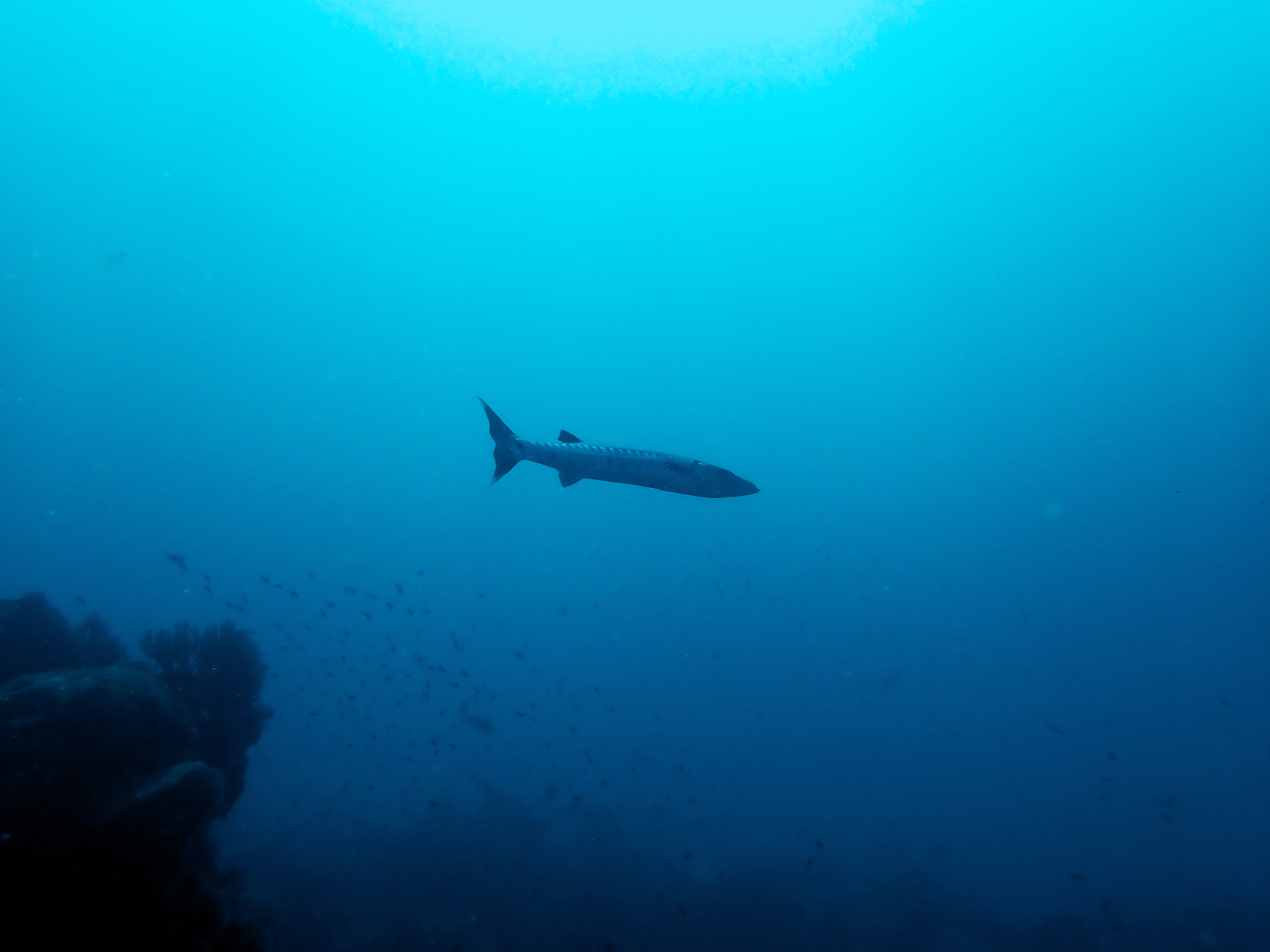 https://res.cloudinary.com/dt3d6t2ay/image/upload/v1681652018/obsidian/Martinique%20Fev%202023/Vertebrata%20incertae%20sedis/Barracuda_eswqi6.jpg