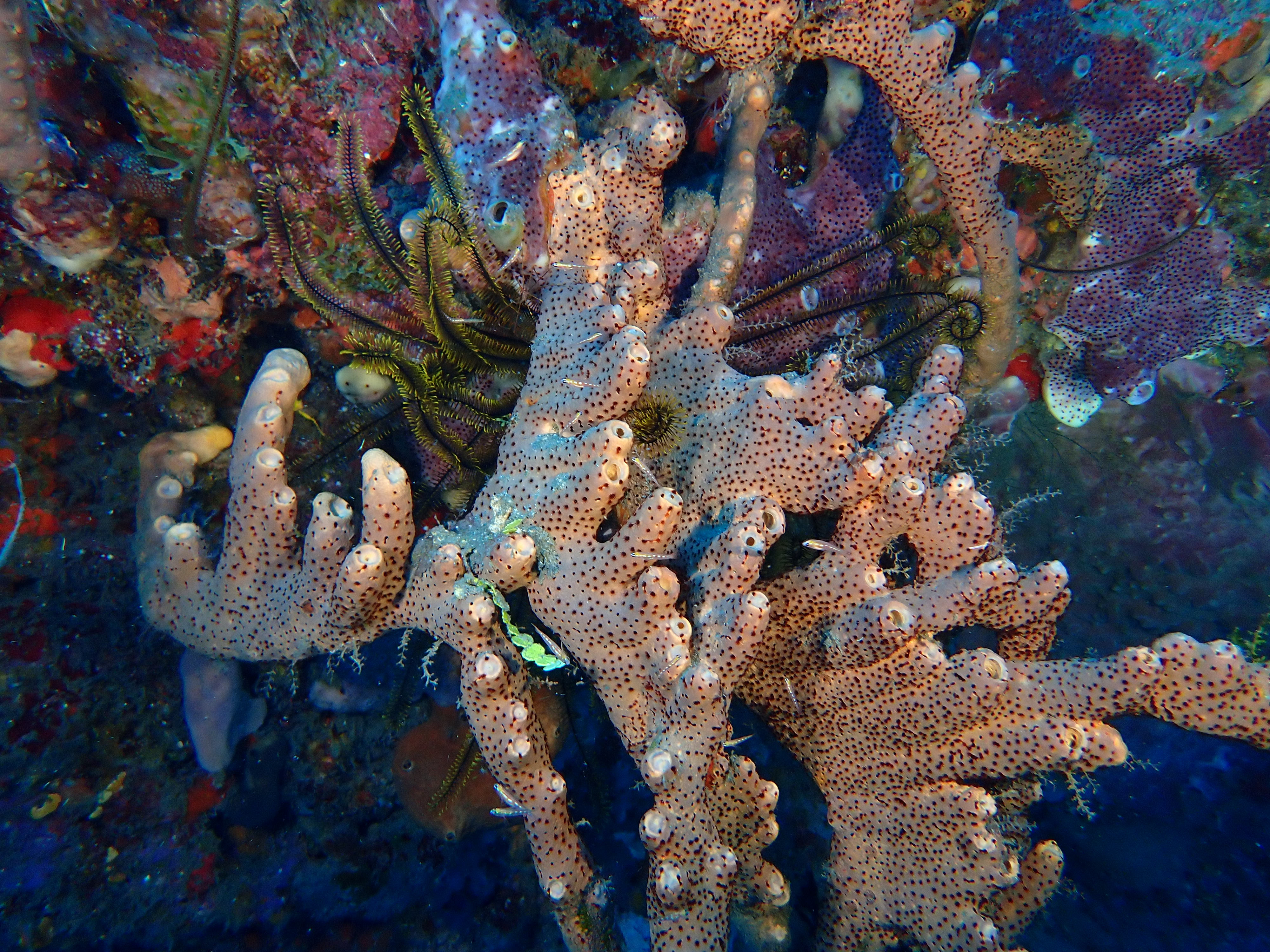 https://res.cloudinary.com/dt3d6t2ay/image/upload/v1681652020/obsidian/Martinique%20Fev%202023/Porifera/P2260260_avw6y3.jpg