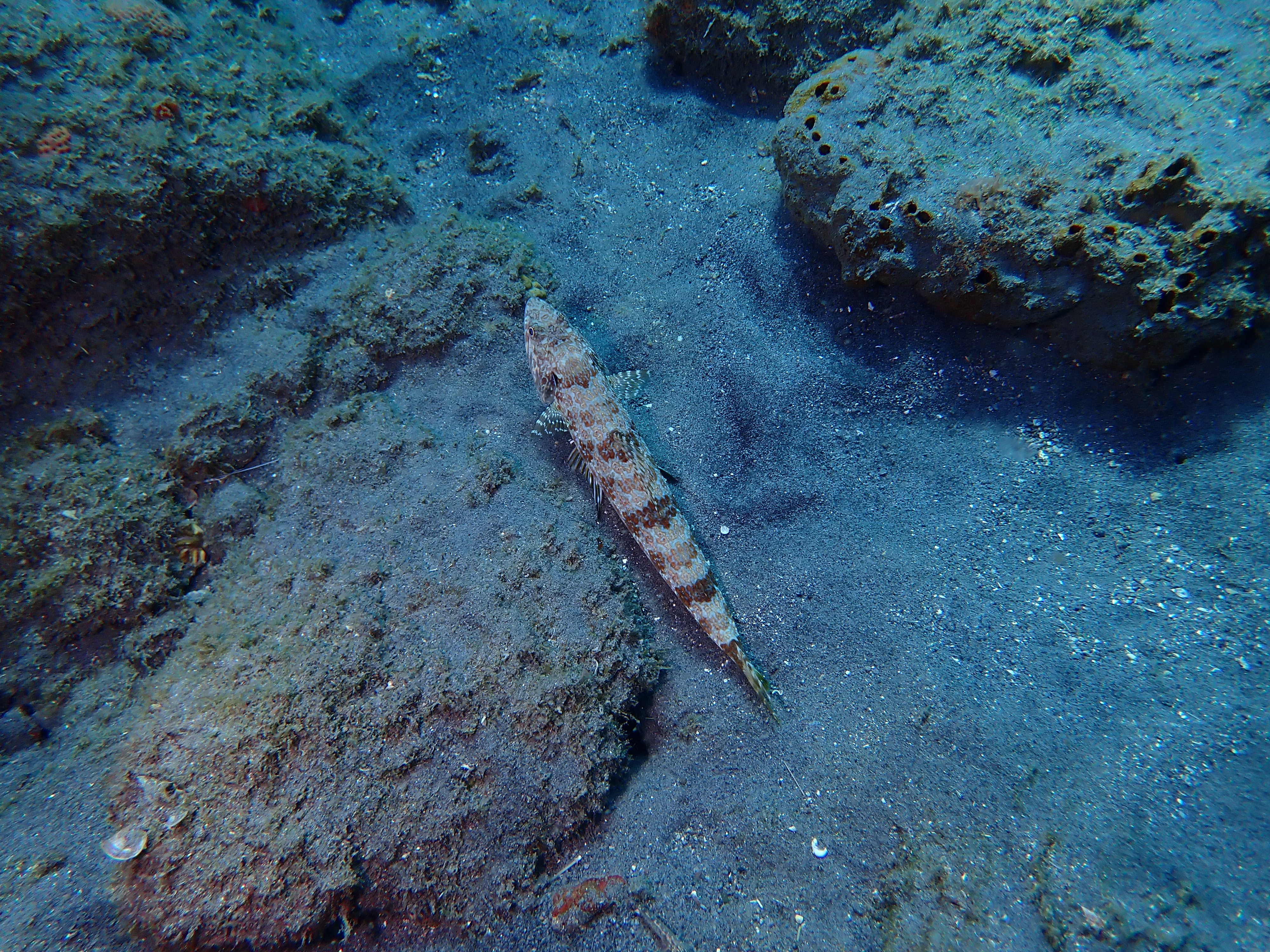 https://res.cloudinary.com/dt3d6t2ay/image/upload/v1681652020/obsidian/Martinique%20Fev%202023/Scorpenidae/Anoli_de_sable_-_Sand_diver_xj5ijo.jpg