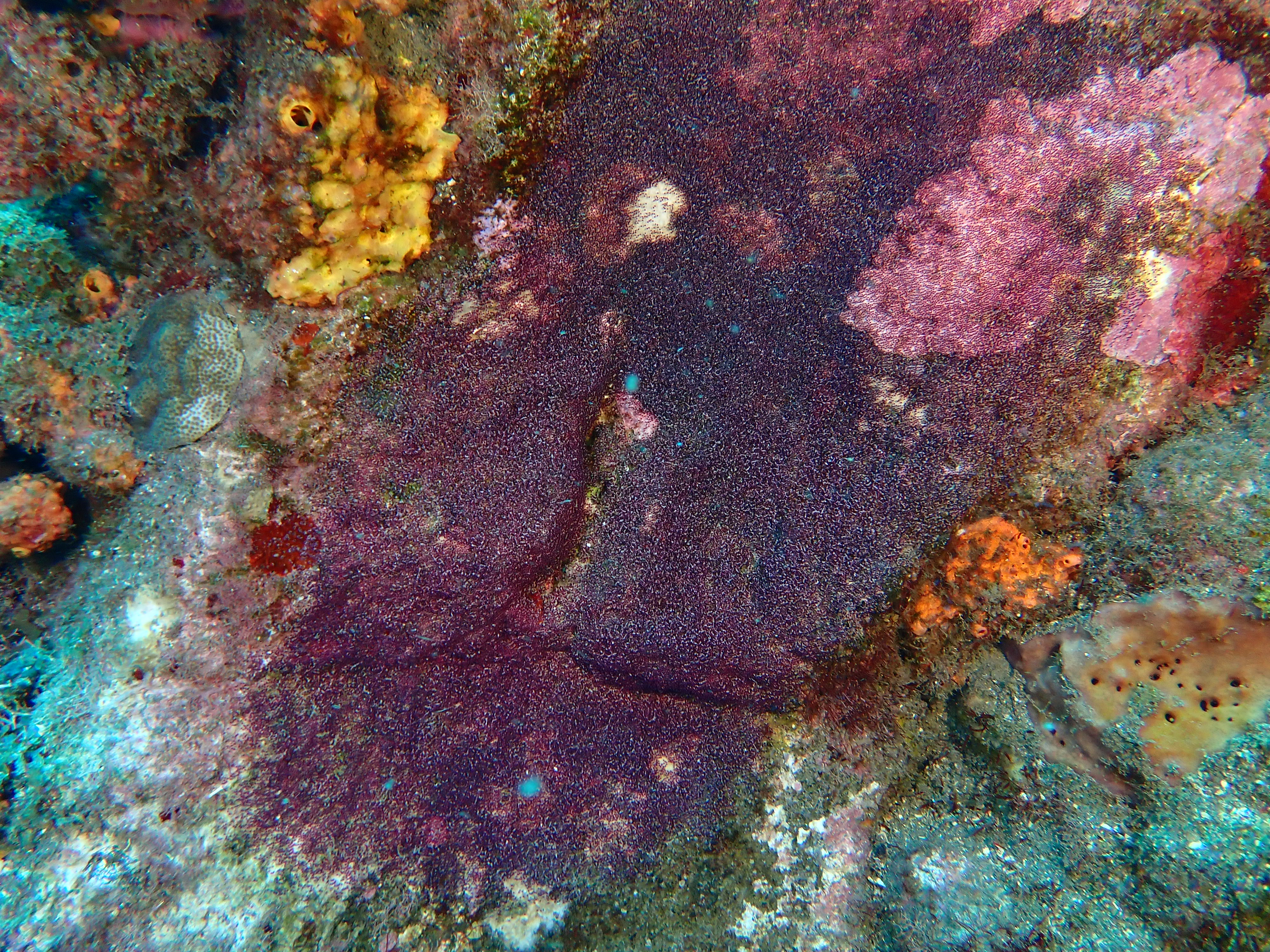 https://res.cloudinary.com/dt3d6t2ay/image/upload/v1681652020/obsidian/Martinique%20Fev%202023/Vertebrata%20incertae%20sedis/Ponte_sergent_major_oq03of.jpg