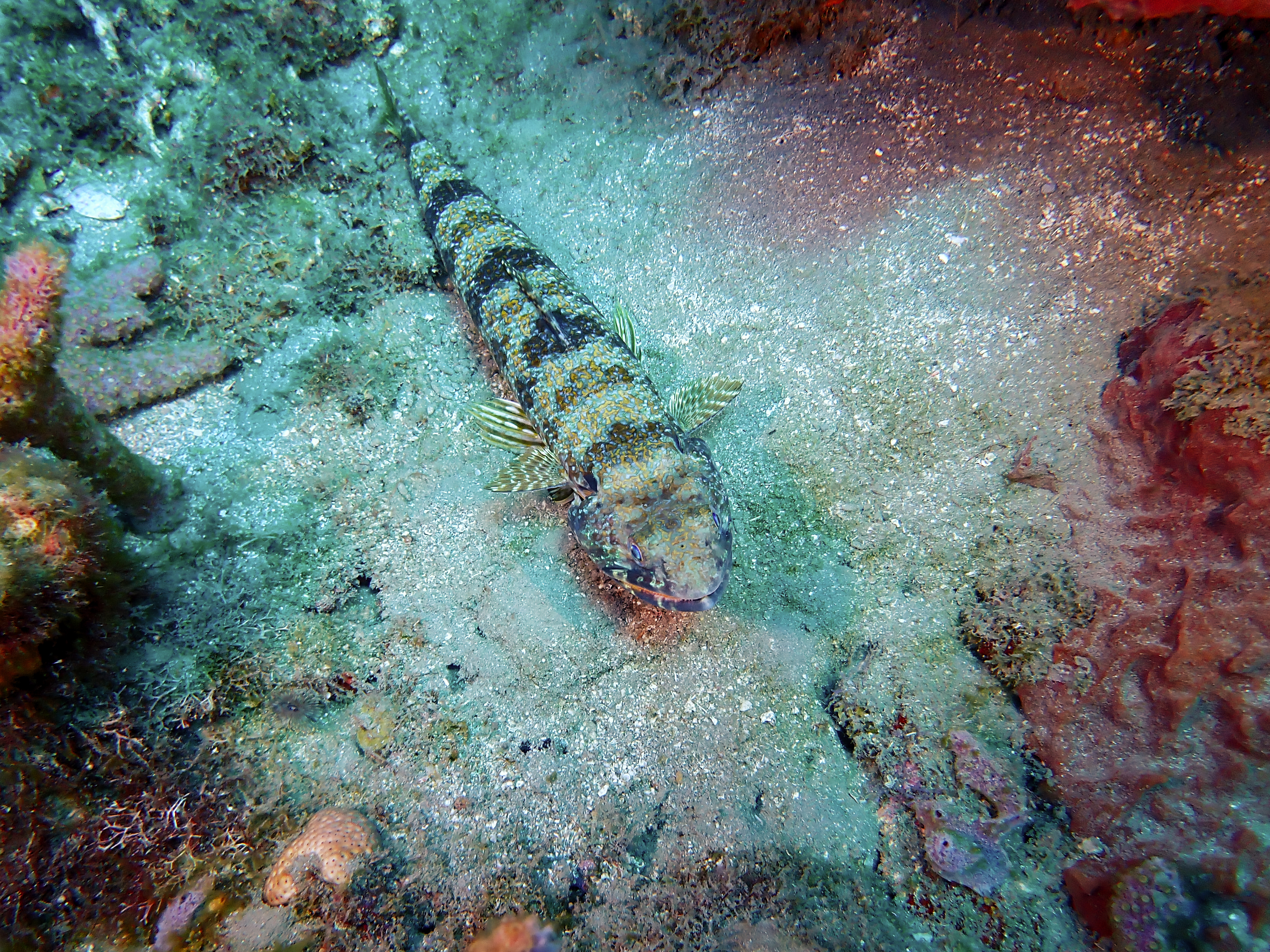 https://res.cloudinary.com/dt3d6t2ay/image/upload/v1681652021/obsidian/Martinique%20Fev%202023/Scorpenidae/P3010499_deihy5.jpg