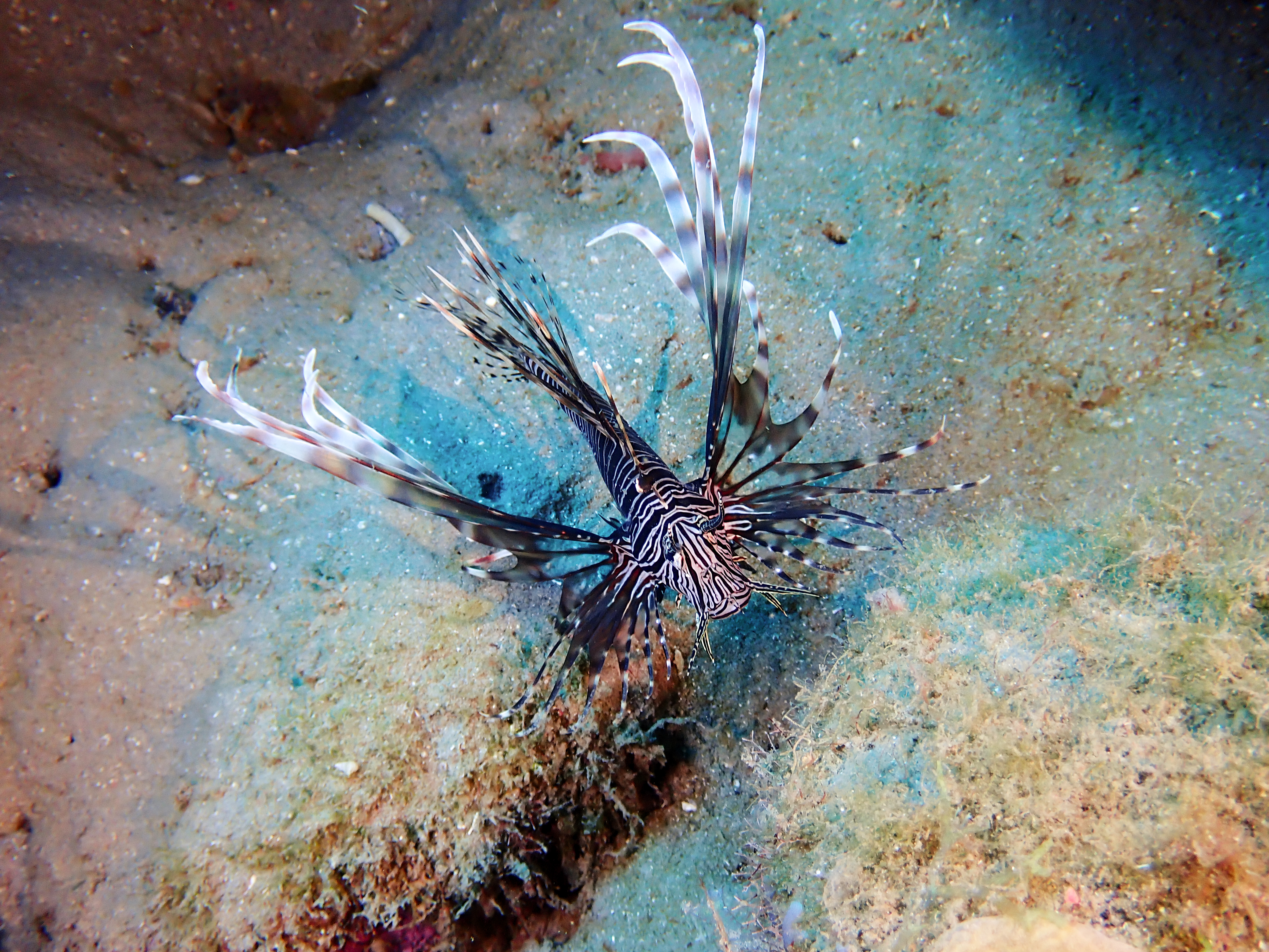 https://res.cloudinary.com/dt3d6t2ay/image/upload/v1681652021/obsidian/Martinique%20Fev%202023/Scorpenidae/P3010526_kcnht0.jpg