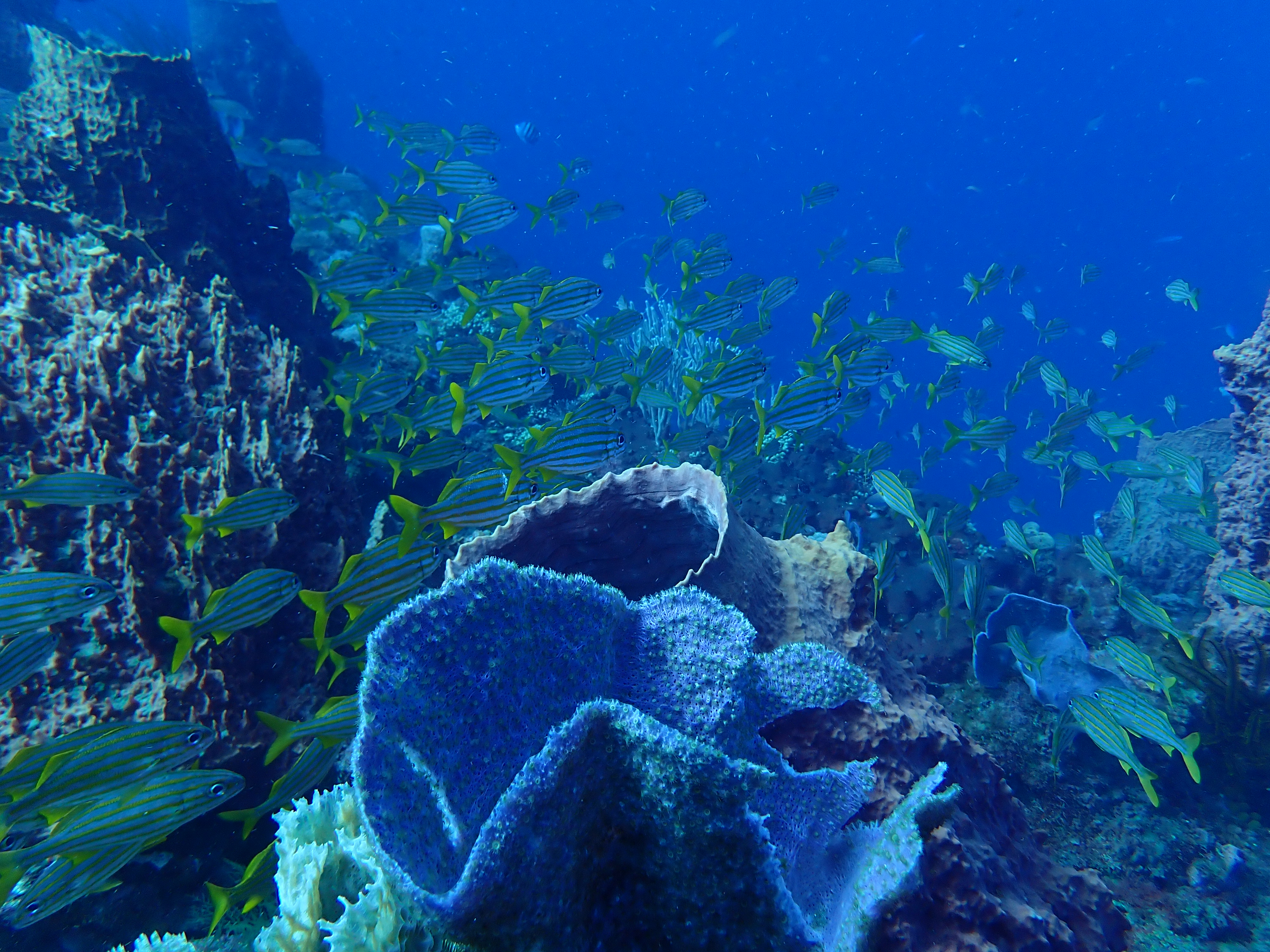 https://res.cloudinary.com/dt3d6t2ay/image/upload/v1681652023/obsidian/Martinique%20Fev%202023/Hermulidae%20%28grunts%29/P2260284_tivokc.jpg