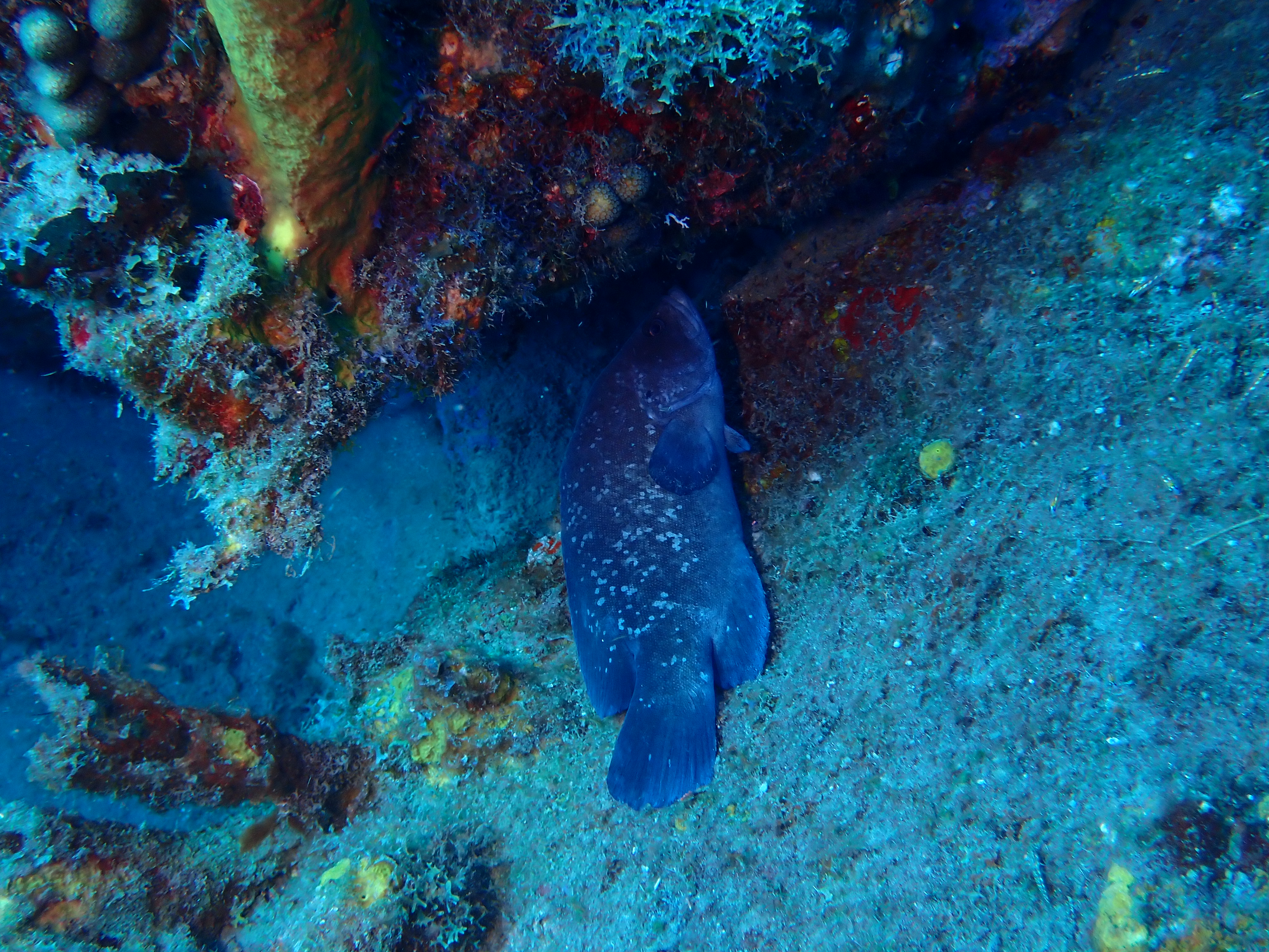 https://res.cloudinary.com/dt3d6t2ay/image/upload/v1681652023/obsidian/Martinique%20Fev%202023/Serranidae%20%28m%C3%A9rous%29/P3010524_ppllhy.jpg