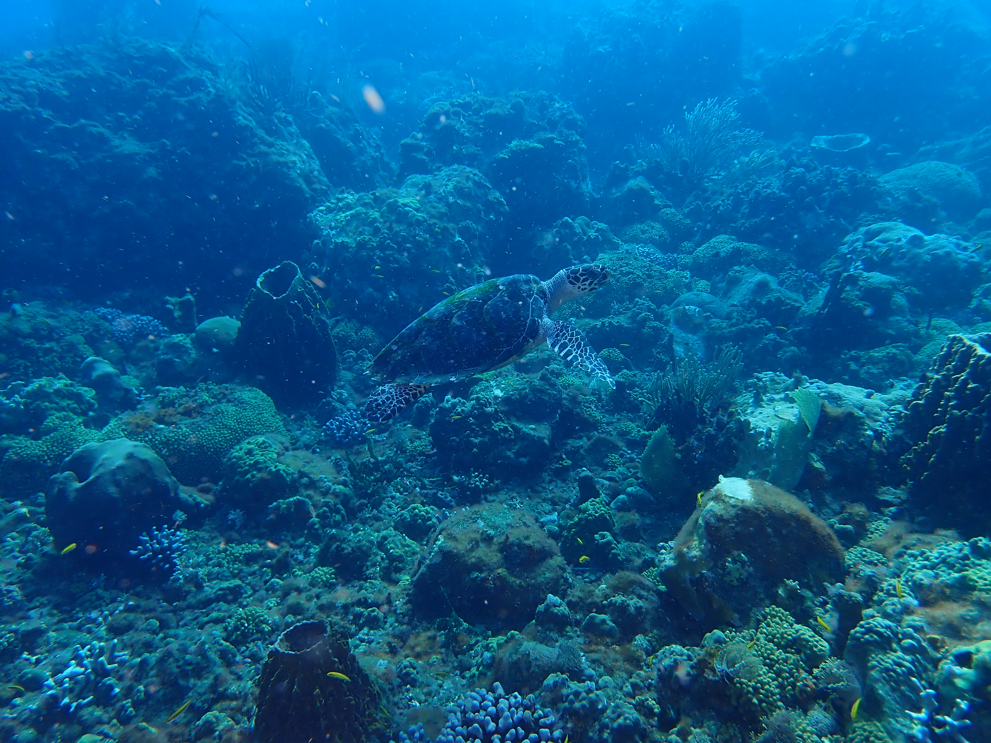https://res.cloudinary.com/dt3d6t2ay/image/upload/v1681652024/obsidian/Martinique%20Fev%202023/Reptilian/P3010546_ny5ptc.jpg