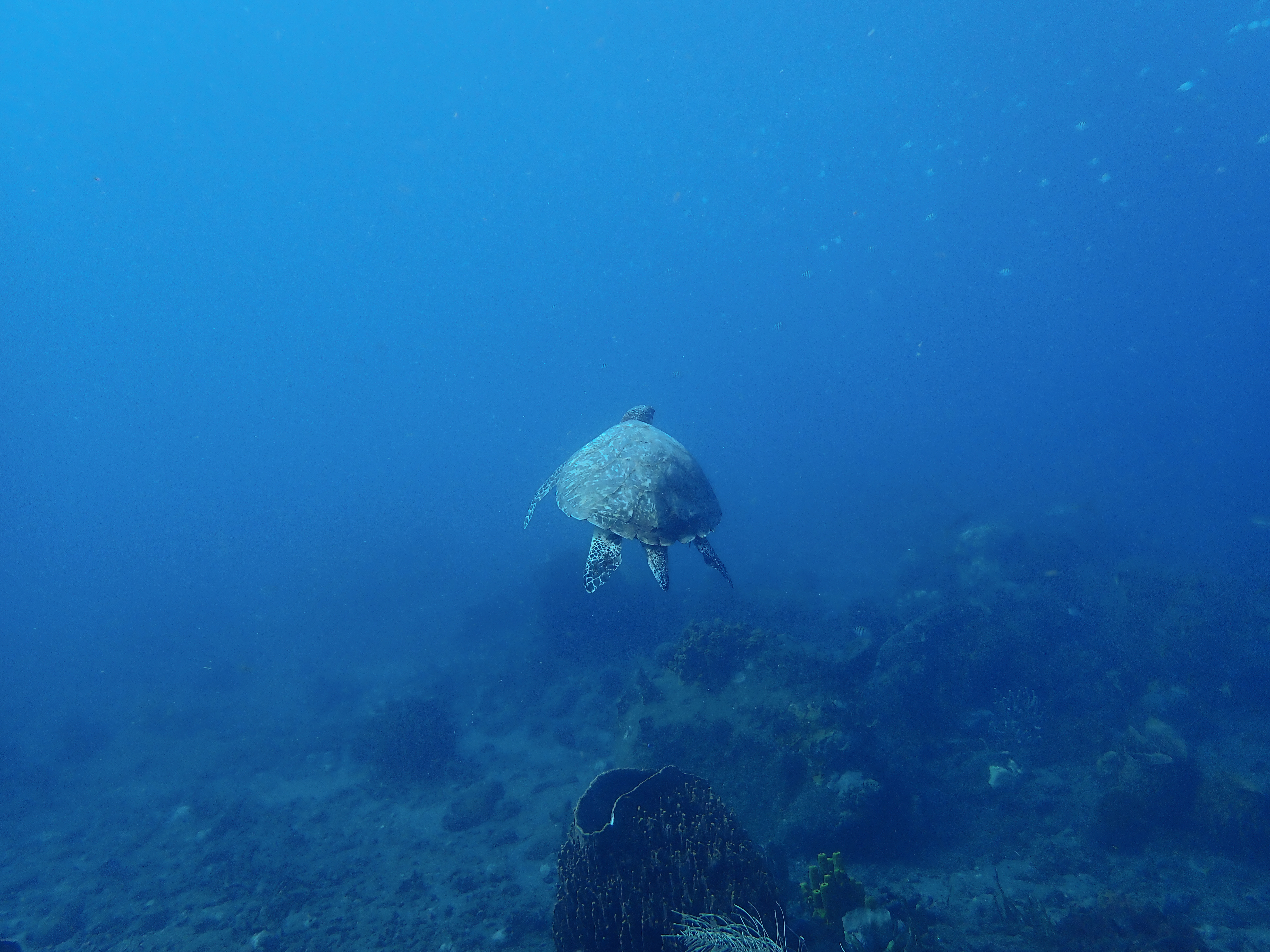 https://res.cloudinary.com/dt3d6t2ay/image/upload/v1681652025/obsidian/Martinique%20Fev%202023/Reptilian/P2270431_mpjhem.jpg