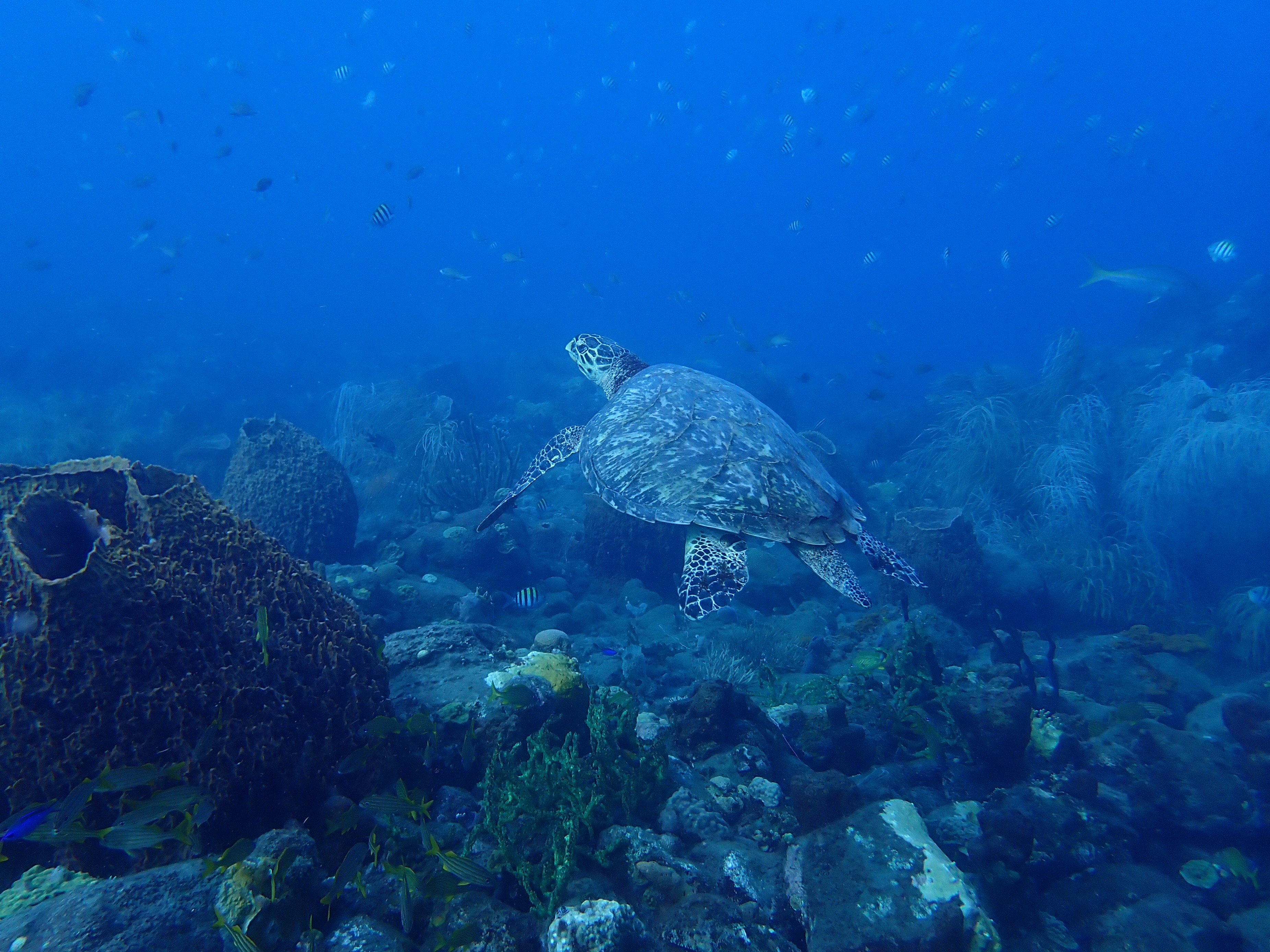 https://res.cloudinary.com/dt3d6t2ay/image/upload/v1681652026/obsidian/Martinique%20Fev%202023/Reptilian/P2270428_gd0nyd.jpg
