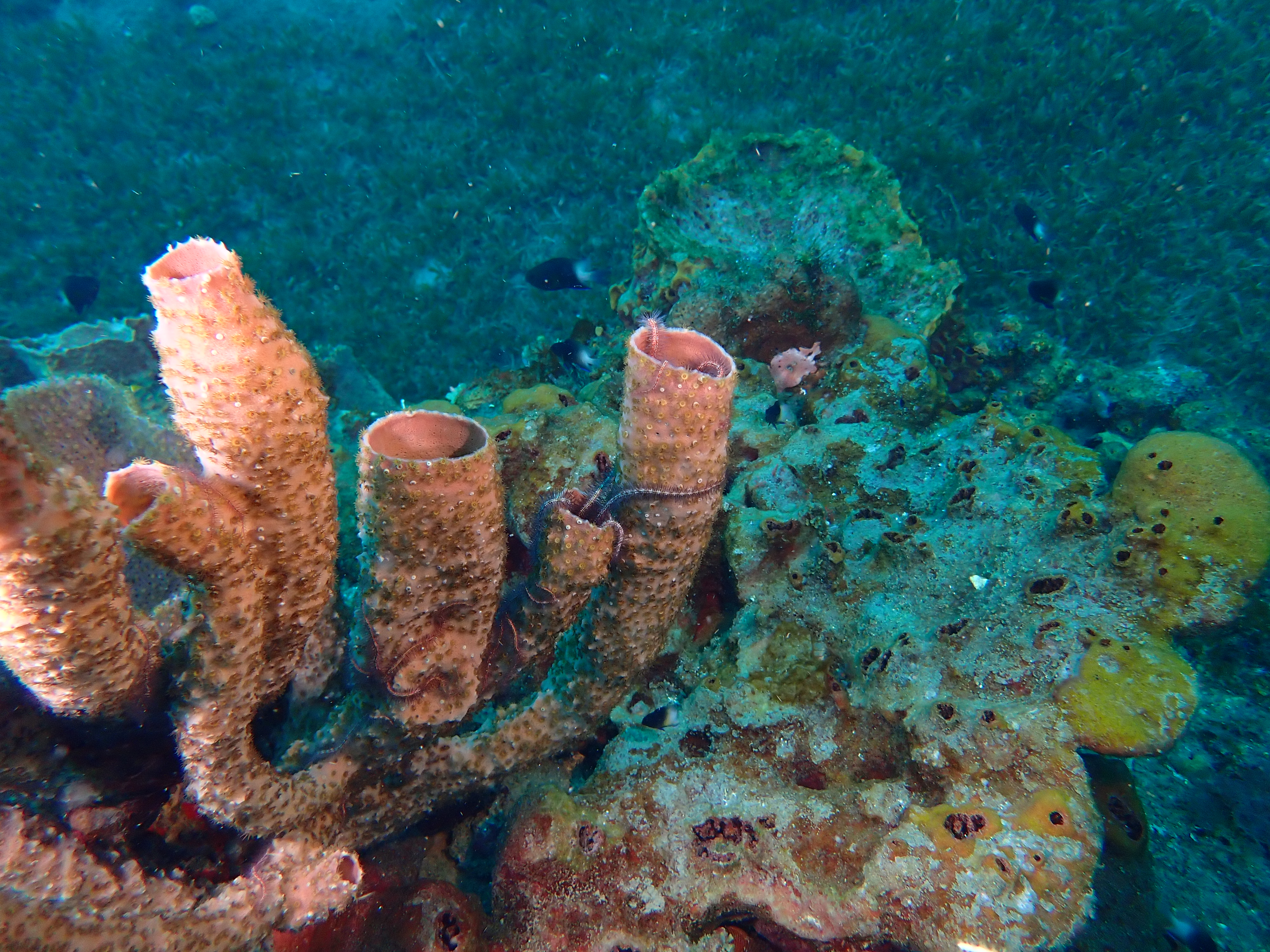 https://res.cloudinary.com/dt3d6t2ay/image/upload/v1681652031/obsidian/Martinique%20Fev%202023/Ophiuridea/P2250137_womczw.jpg