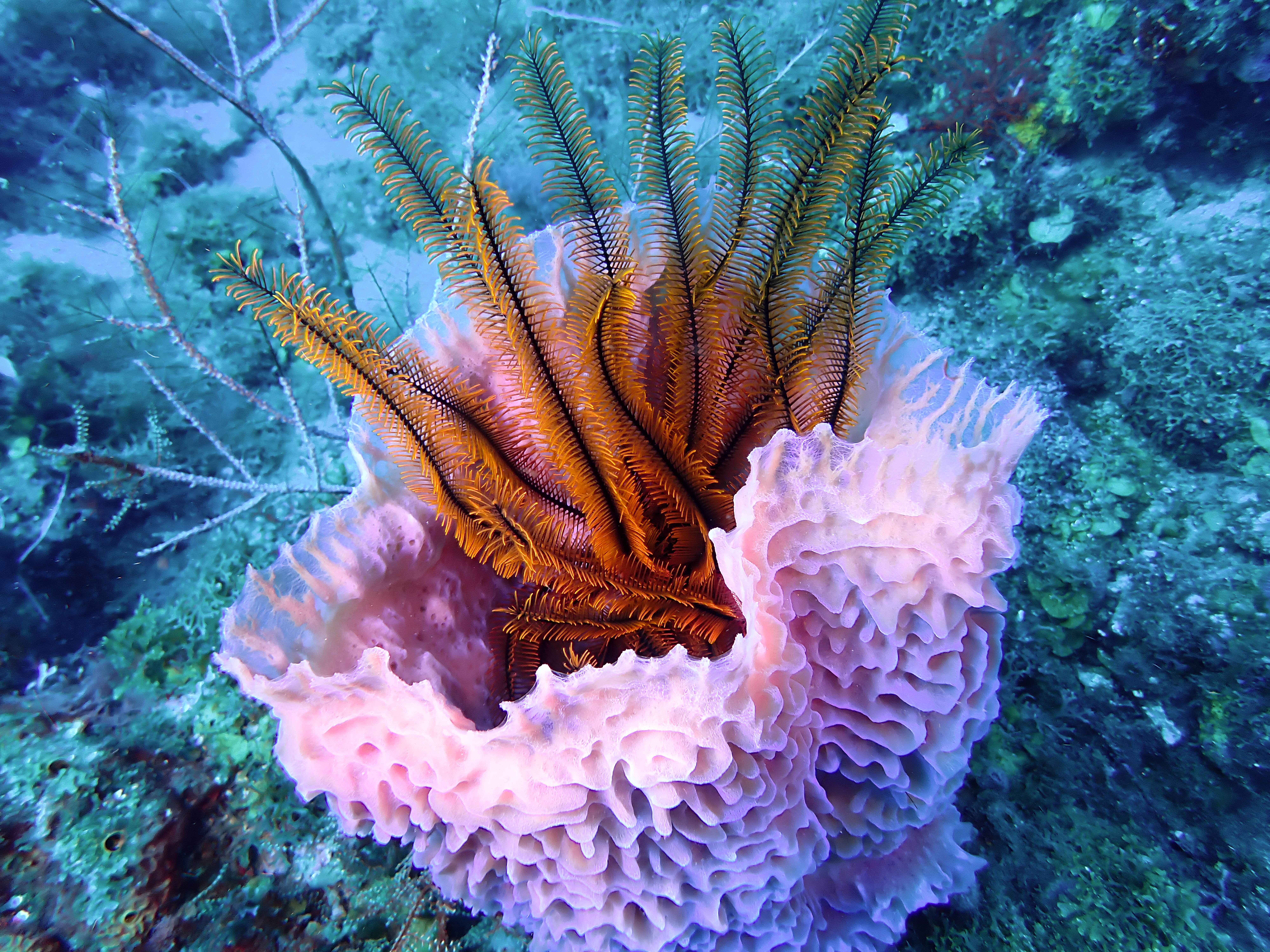 https://res.cloudinary.com/dt3d6t2ay/image/upload/v1681652032/obsidian/Martinique%20Fev%202023/Crinoidea/Crinoi%CC%88de_dans_e%CC%81ponge_vase_violette_ezk0zt.jpg