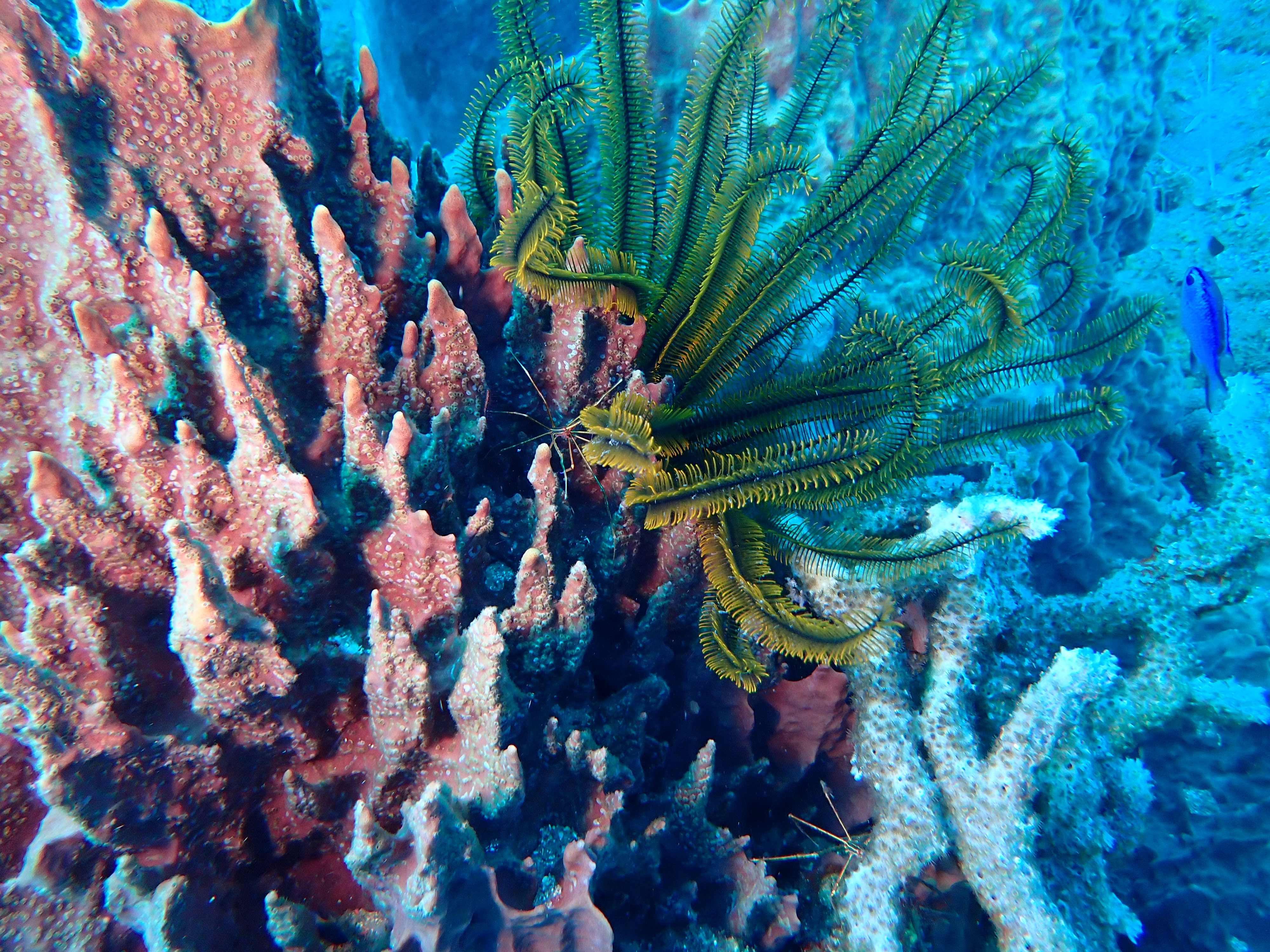 https://res.cloudinary.com/dt3d6t2ay/image/upload/v1681652032/obsidian/Martinique%20Fev%202023/Crinoidea/Crinoi%CC%88de_et_crabe_fle%CC%80che_sur_e%CC%81ponge_nxai94.jpg