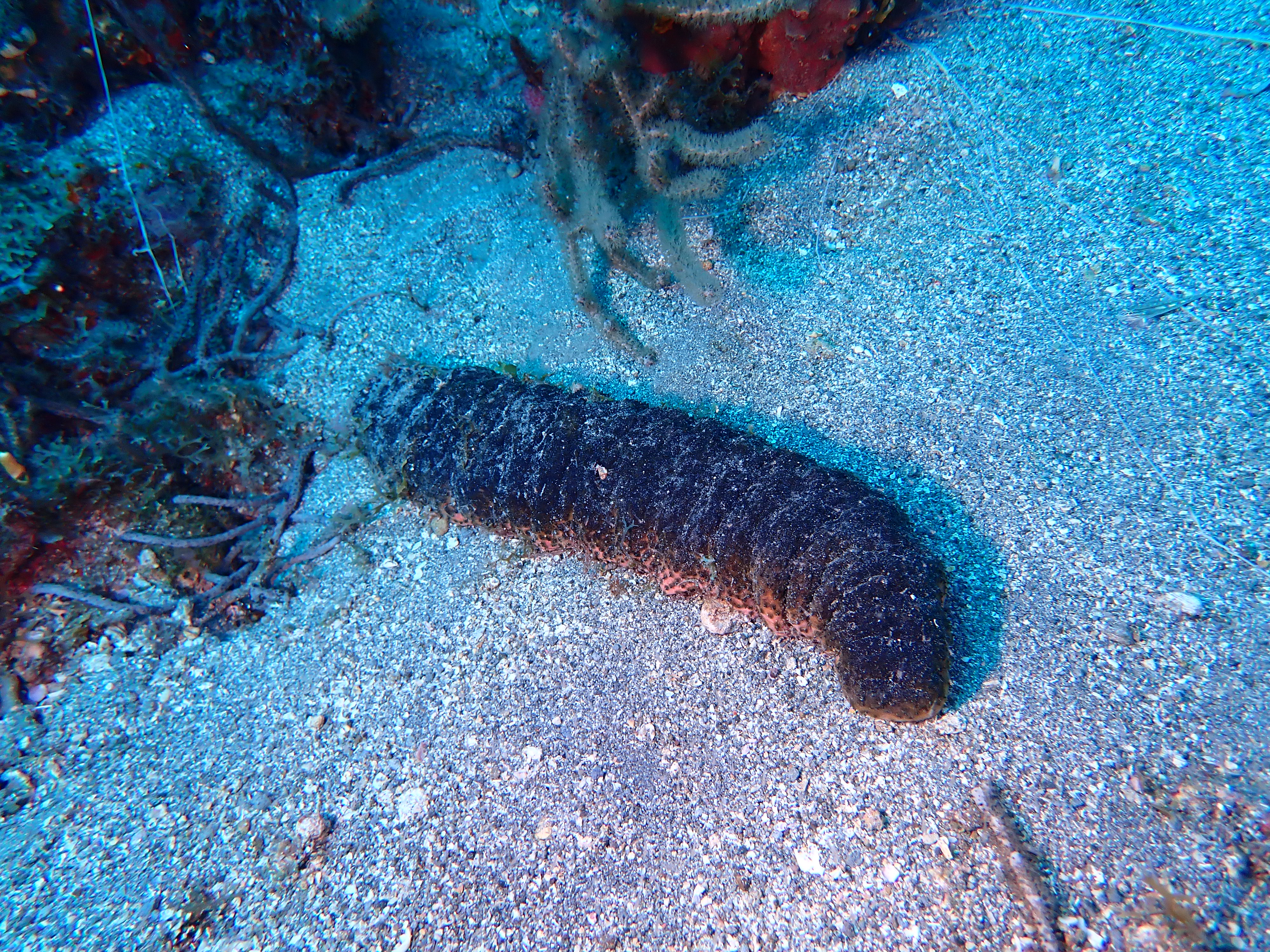https://res.cloudinary.com/dt3d6t2ay/image/upload/v1681652032/obsidian/Martinique%20Fev%202023/Holothuroidea/P2260342_kjupha.jpg