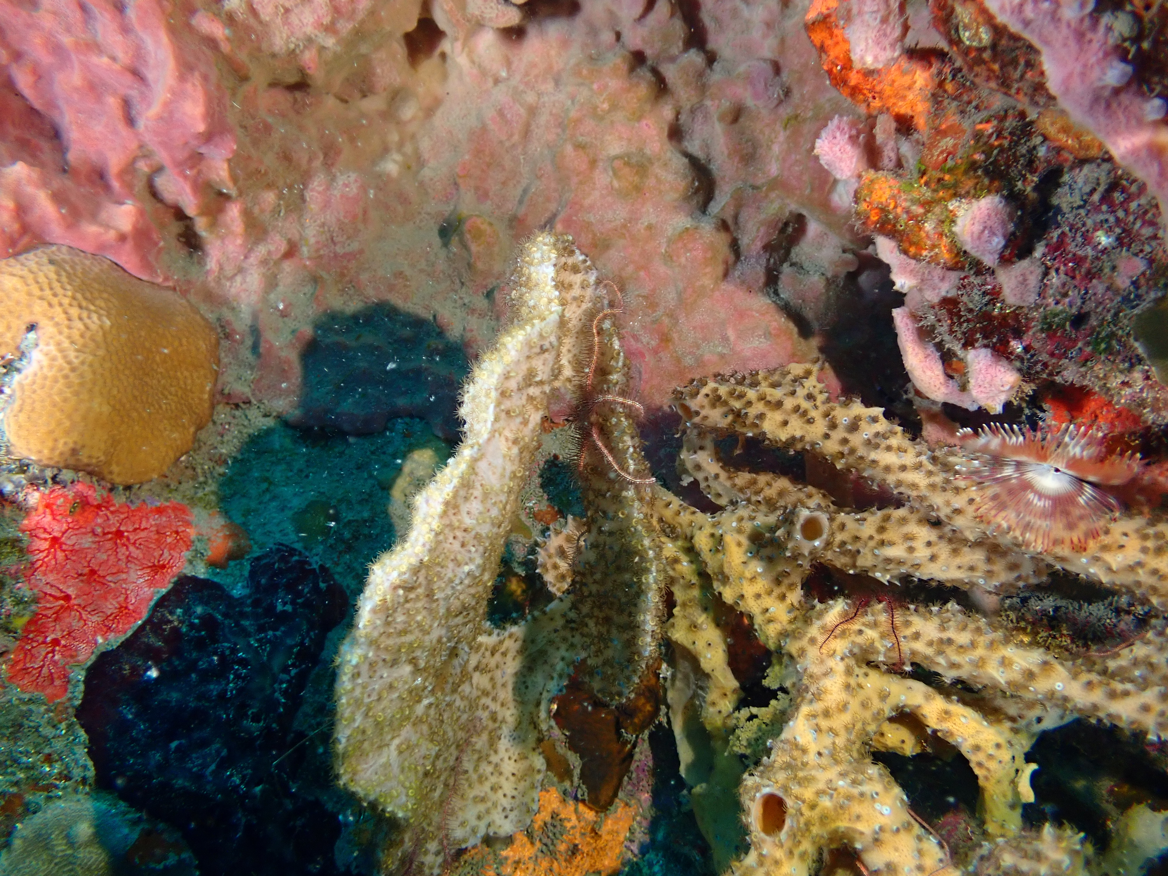https://res.cloudinary.com/dt3d6t2ay/image/upload/v1681652032/obsidian/Martinique%20Fev%202023/Ophiuridea/P2250121_gjbydq.jpg