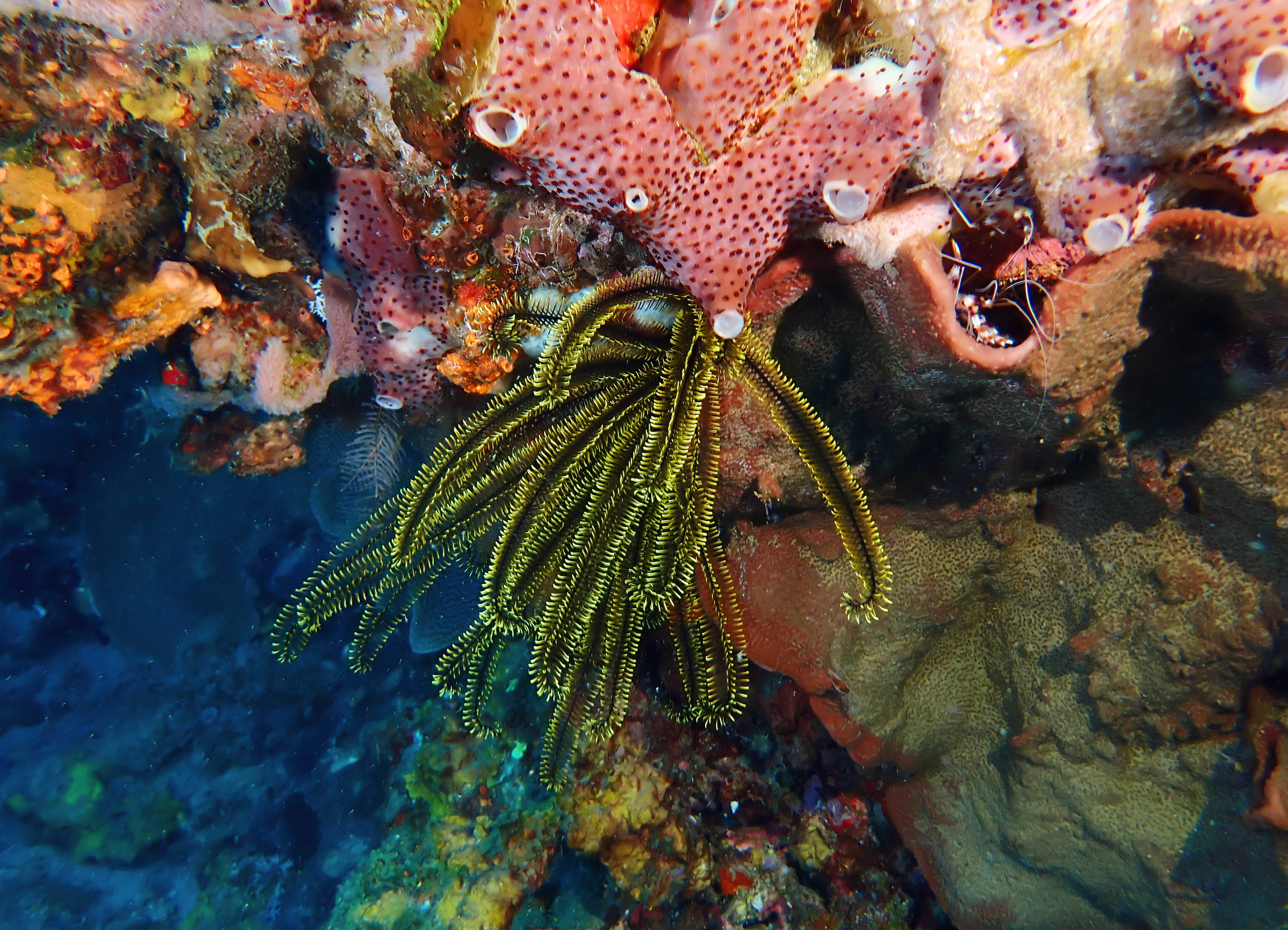 https://res.cloudinary.com/dt3d6t2ay/image/upload/v1681652033/obsidian/Martinique%20Fev%202023/Crinoidea/P2250163_b6nx2f.jpg