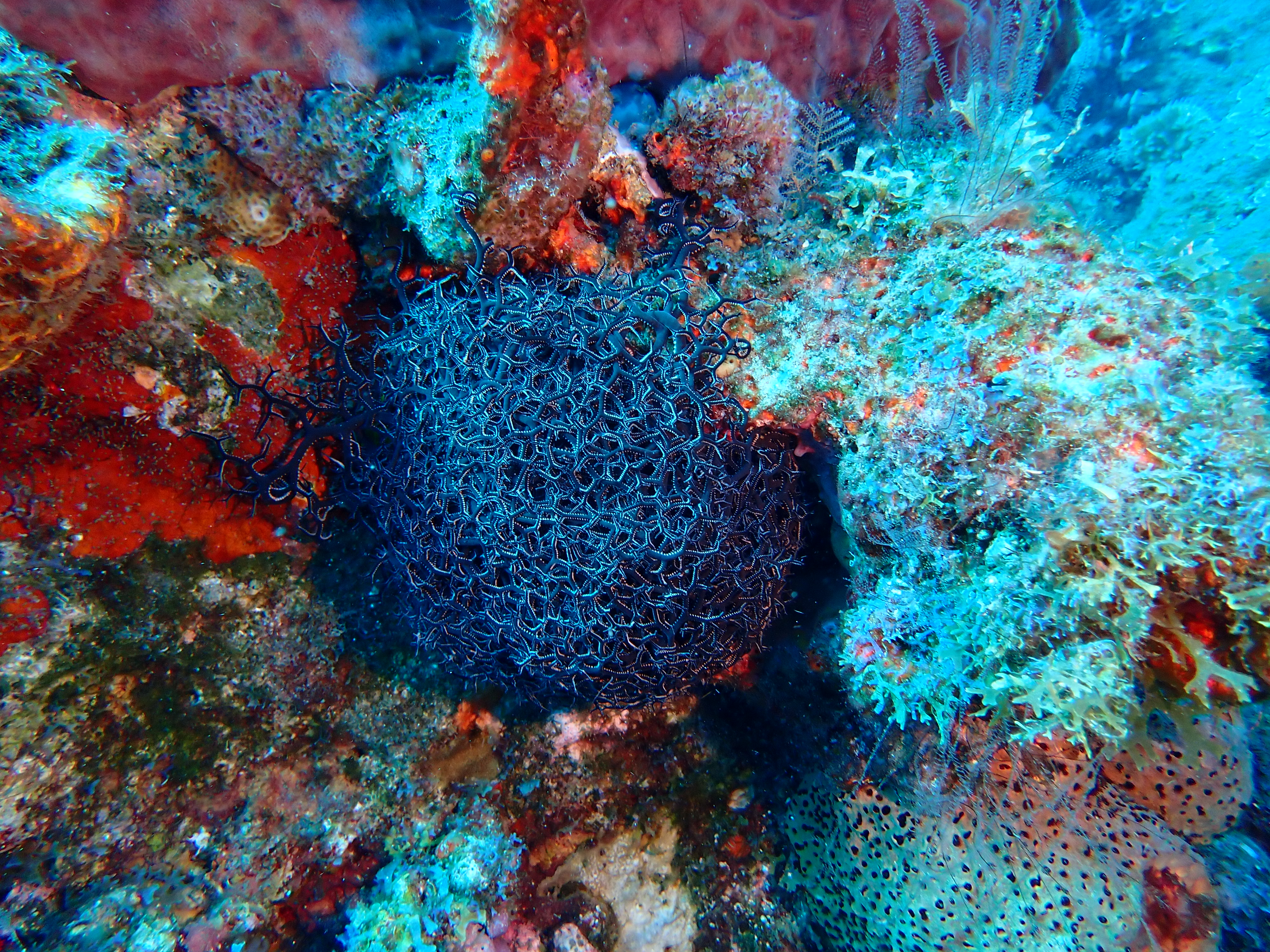 https://res.cloudinary.com/dt3d6t2ay/image/upload/v1681652034/obsidian/Martinique%20Fev%202023/Gorgonocephal/Gorgonocephale_1_y0fnsv.jpg