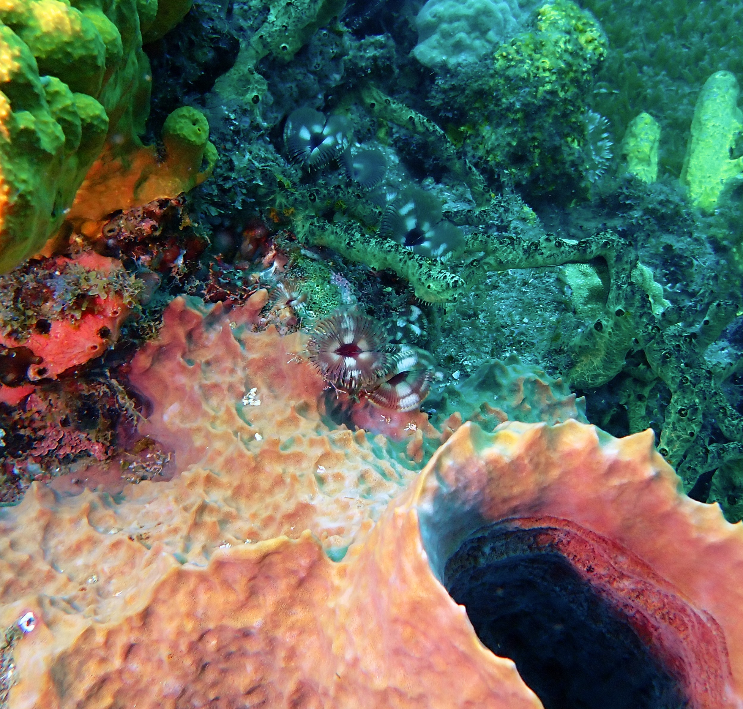 https://res.cloudinary.com/dt3d6t2ay/image/upload/v1681652035/obsidian/Martinique%20Fev%202023/Annelids/P2250142_mhyggx.jpg
