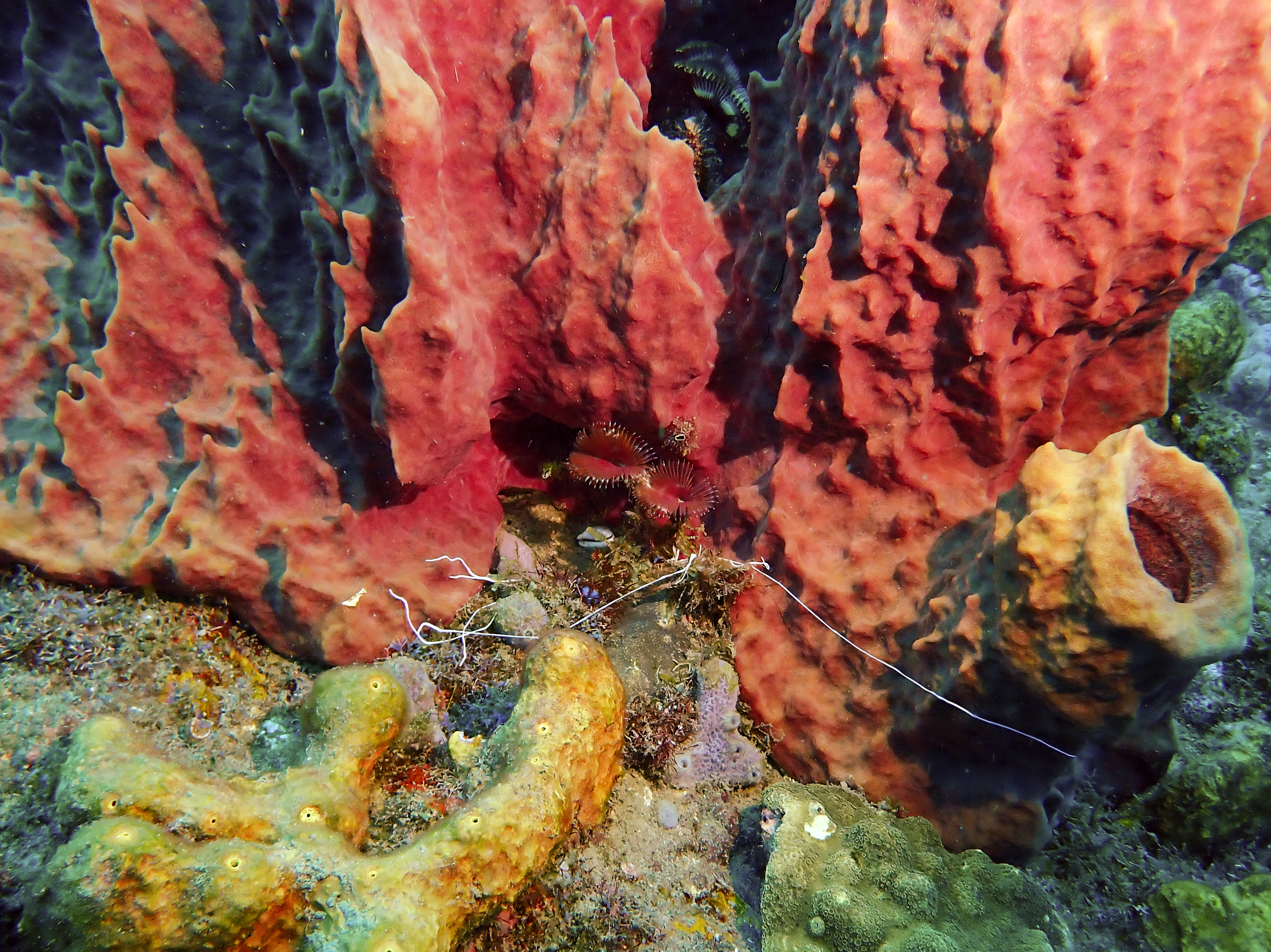https://res.cloudinary.com/dt3d6t2ay/image/upload/v1681652036/obsidian/Martinique%20Fev%202023/Annelids/Sabelle_fendue_wyibq7.jpg