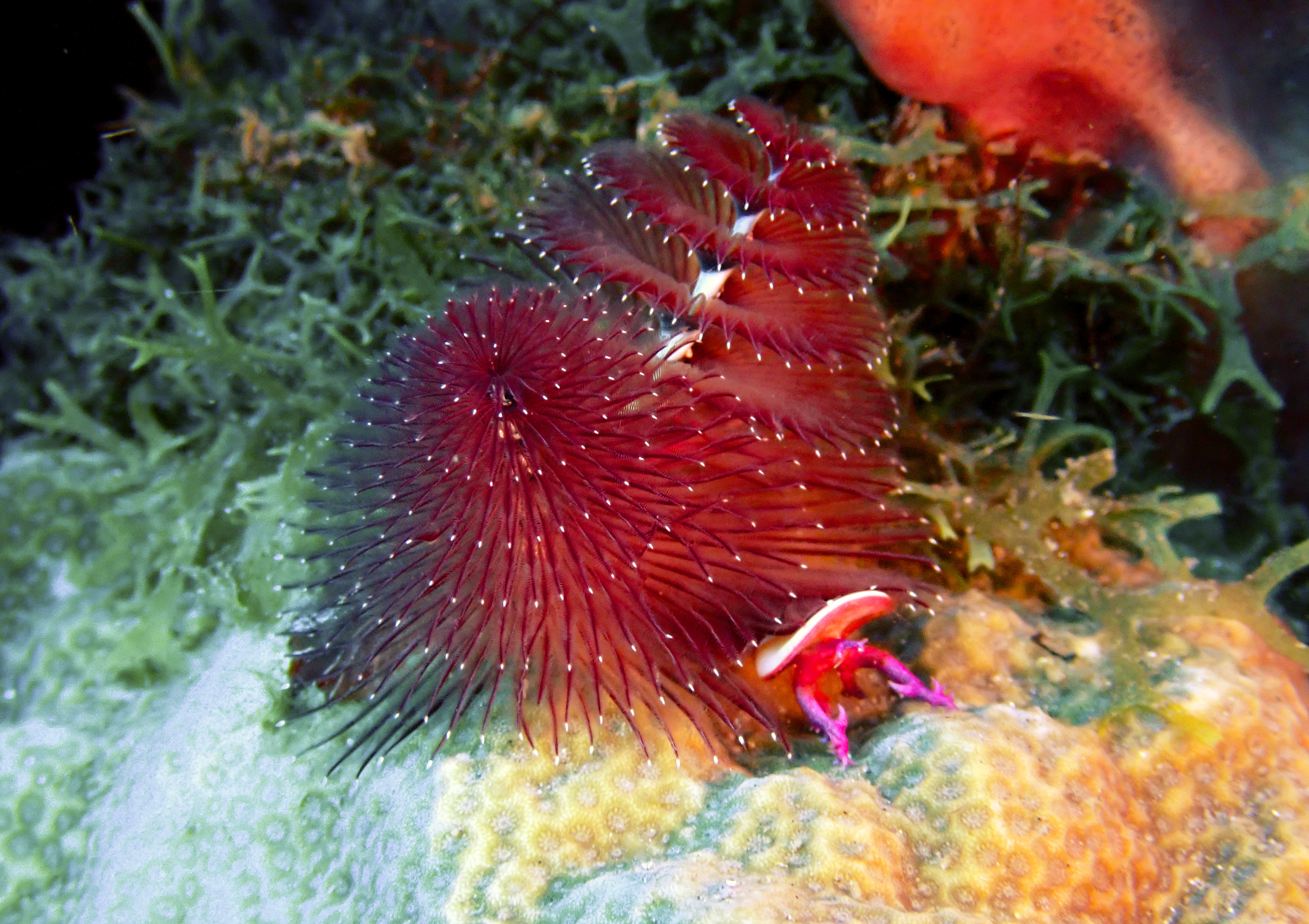 https://res.cloudinary.com/dt3d6t2ay/image/upload/v1681652036/obsidian/Martinique%20Fev%202023/Annelids/Ver_sapin_de_noel_macro_vxhbse.jpg