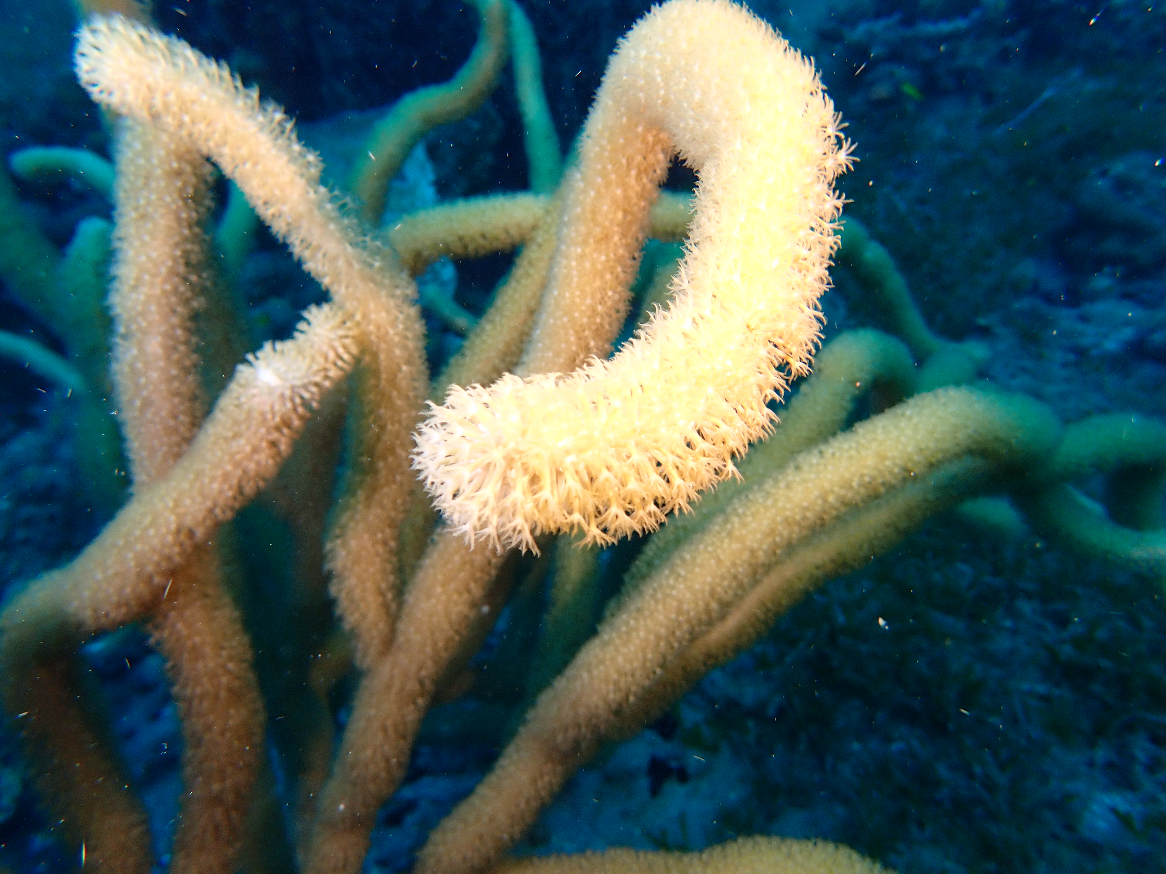 https://res.cloudinary.com/dt3d6t2ay/image/upload/v1681652036/obsidian/Martinique%20Fev%202023/Octocorallia/P2250156_nrvzwn.jpg
