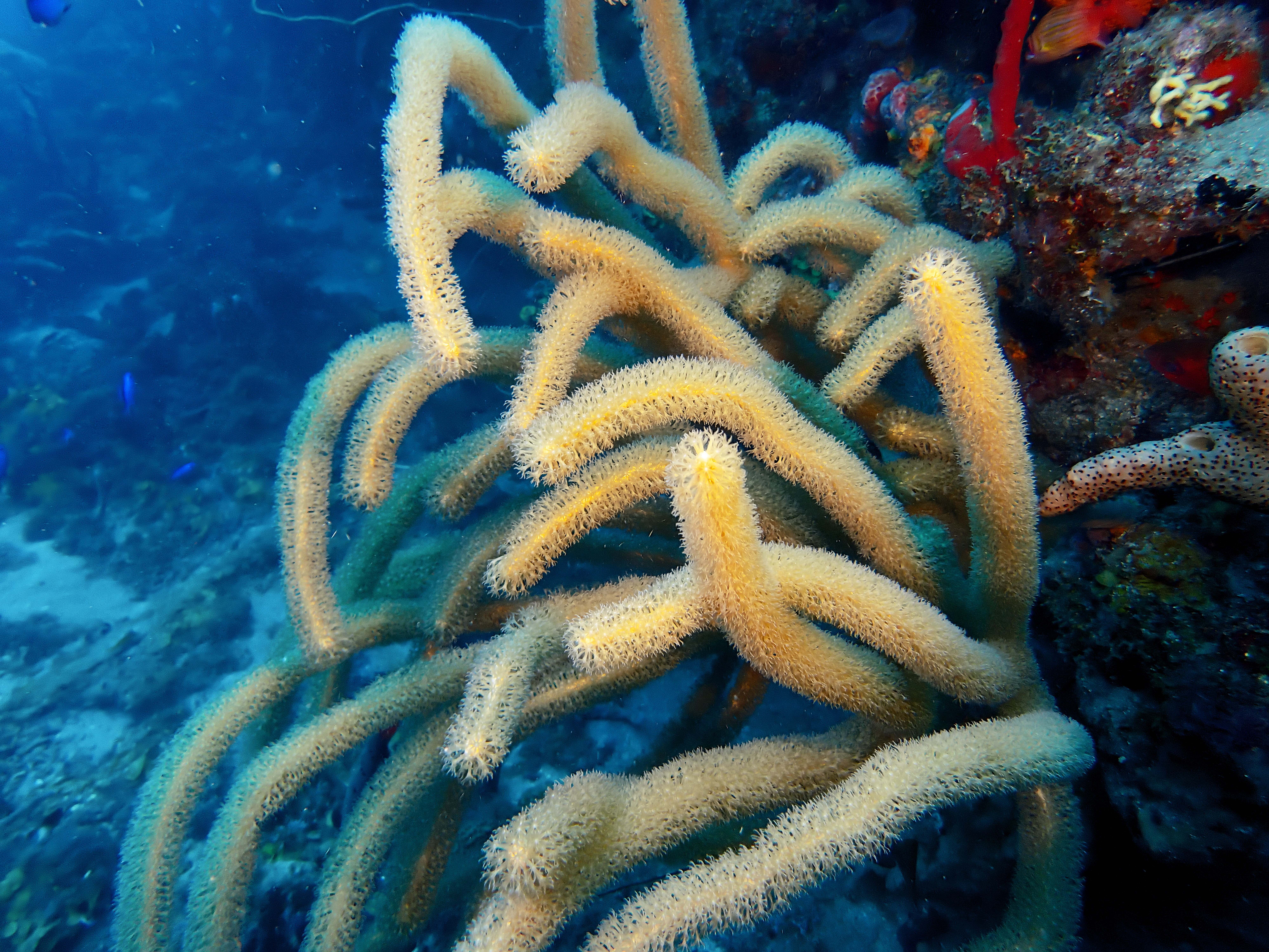 https://res.cloudinary.com/dt3d6t2ay/image/upload/v1681652037/obsidian/Martinique%20Fev%202023/Octocorallia/P2250172_kdisfh.jpg