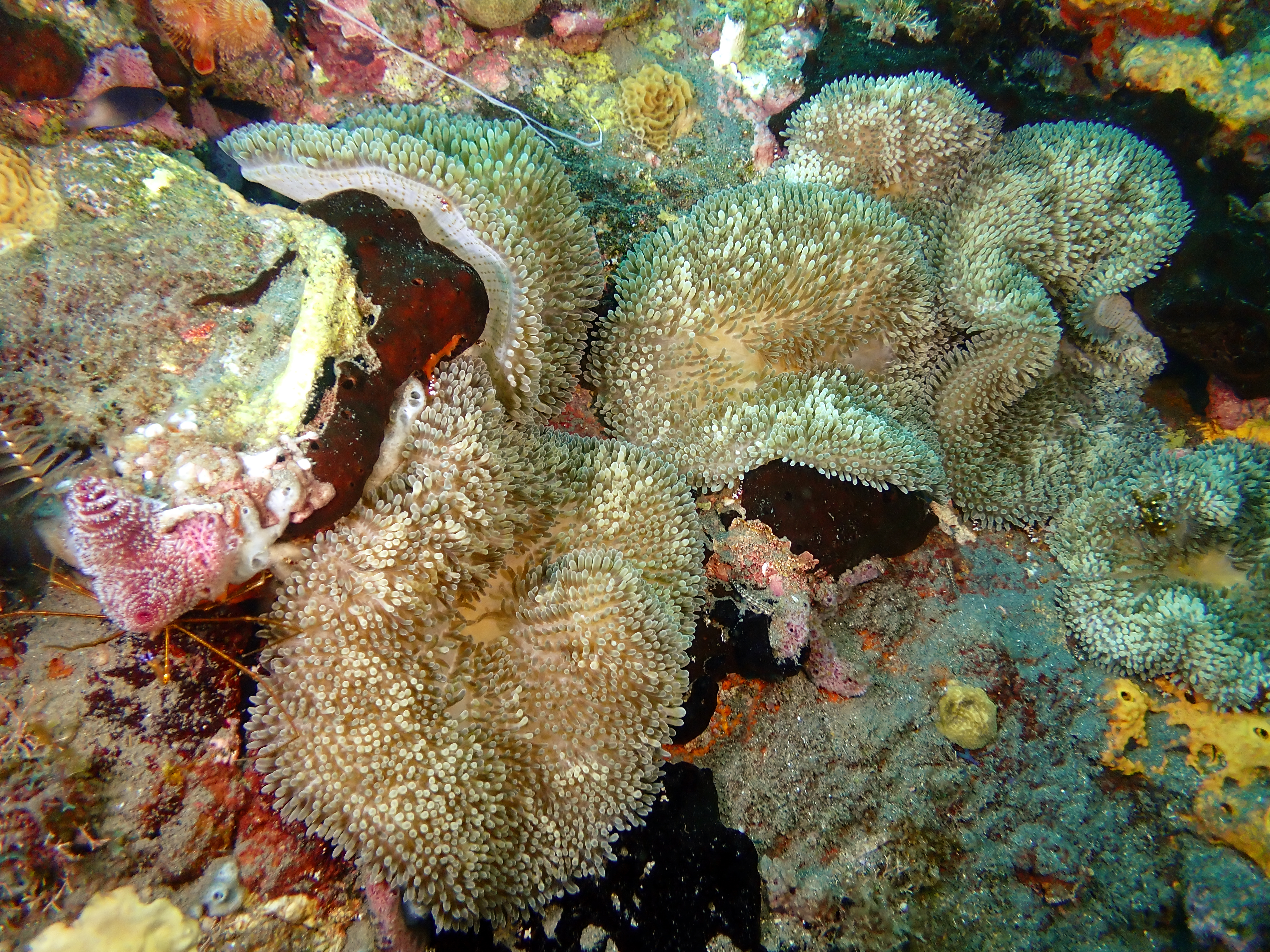 https://res.cloudinary.com/dt3d6t2ay/image/upload/v1681652038/obsidian/Martinique%20Fev%202023/Hexacorallia/P2250124_wax0e4.jpg
