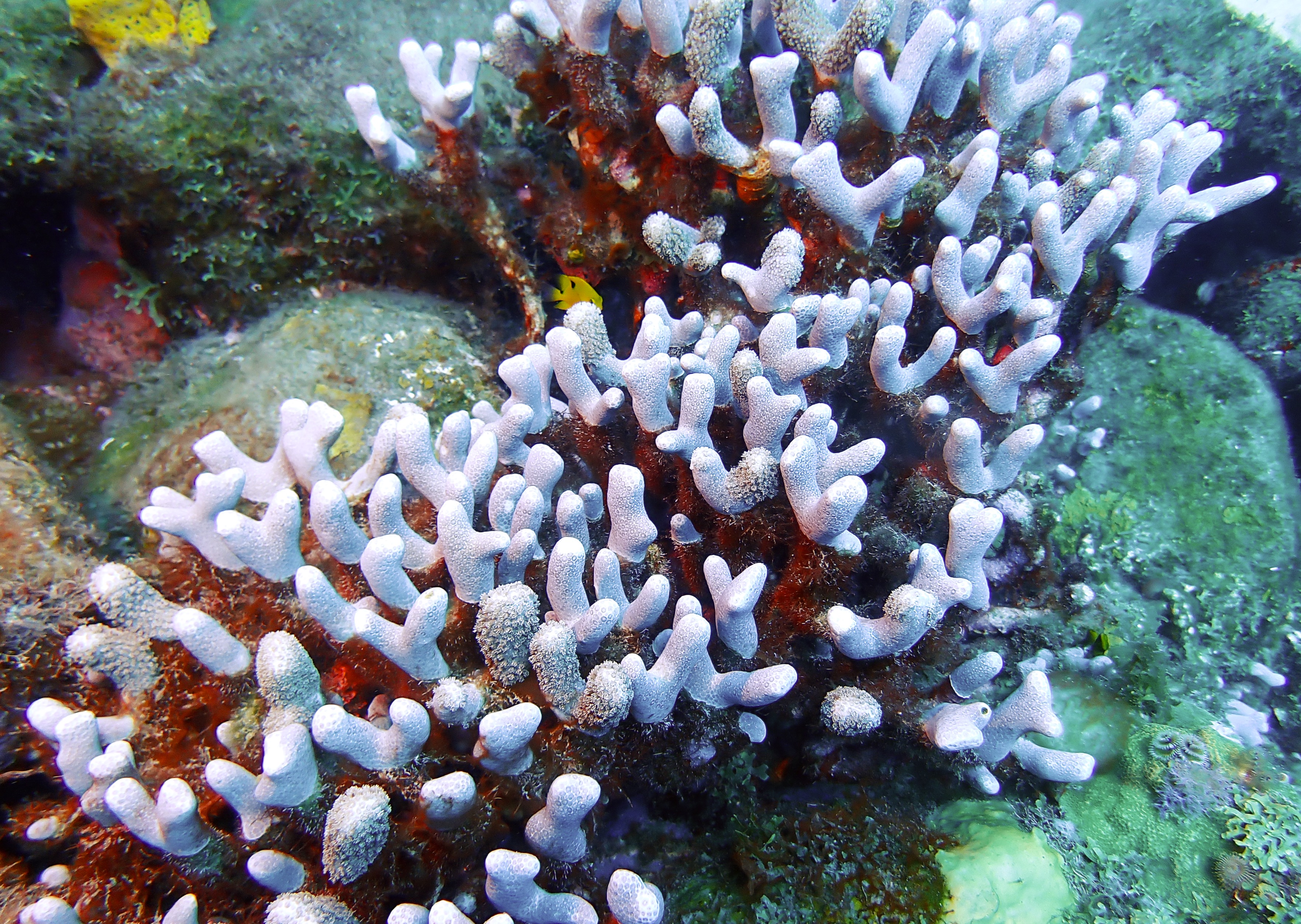 https://res.cloudinary.com/dt3d6t2ay/image/upload/v1681652039/obsidian/Martinique%20Fev%202023/Hexacorallia/P3010528_wcxuw7.jpg