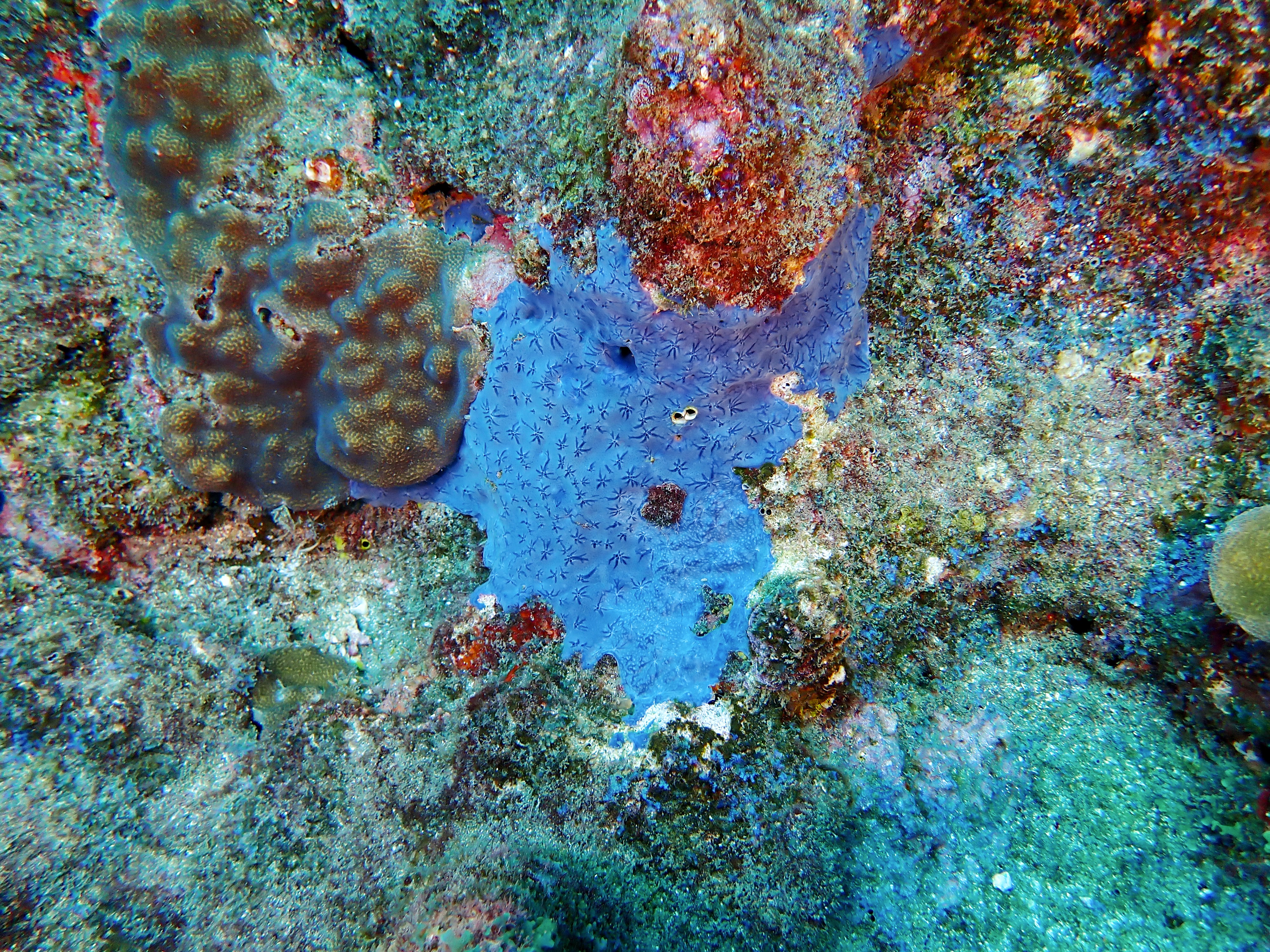 https://res.cloudinary.com/dt3d6t2ay/image/upload/v1681652040/obsidian/Martinique%20Fev%202023/Porifera/P2280473_p7xo6b.jpg