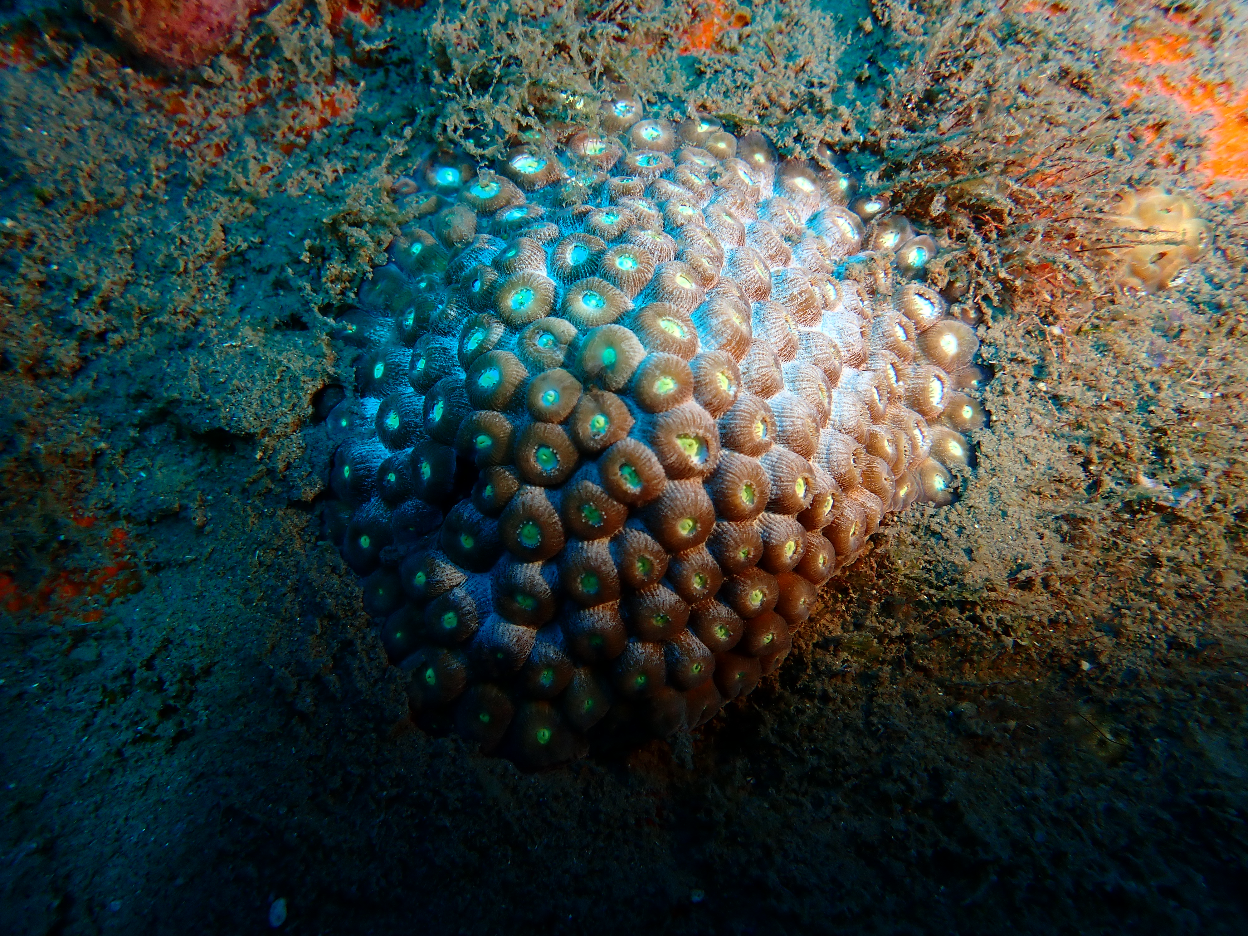 https://res.cloudinary.com/dt3d6t2ay/image/upload/v1681652041/obsidian/Martinique%20Fev%202023/Cnidaria%20Incertae%20Sedis/P2260243_yljlte.jpg