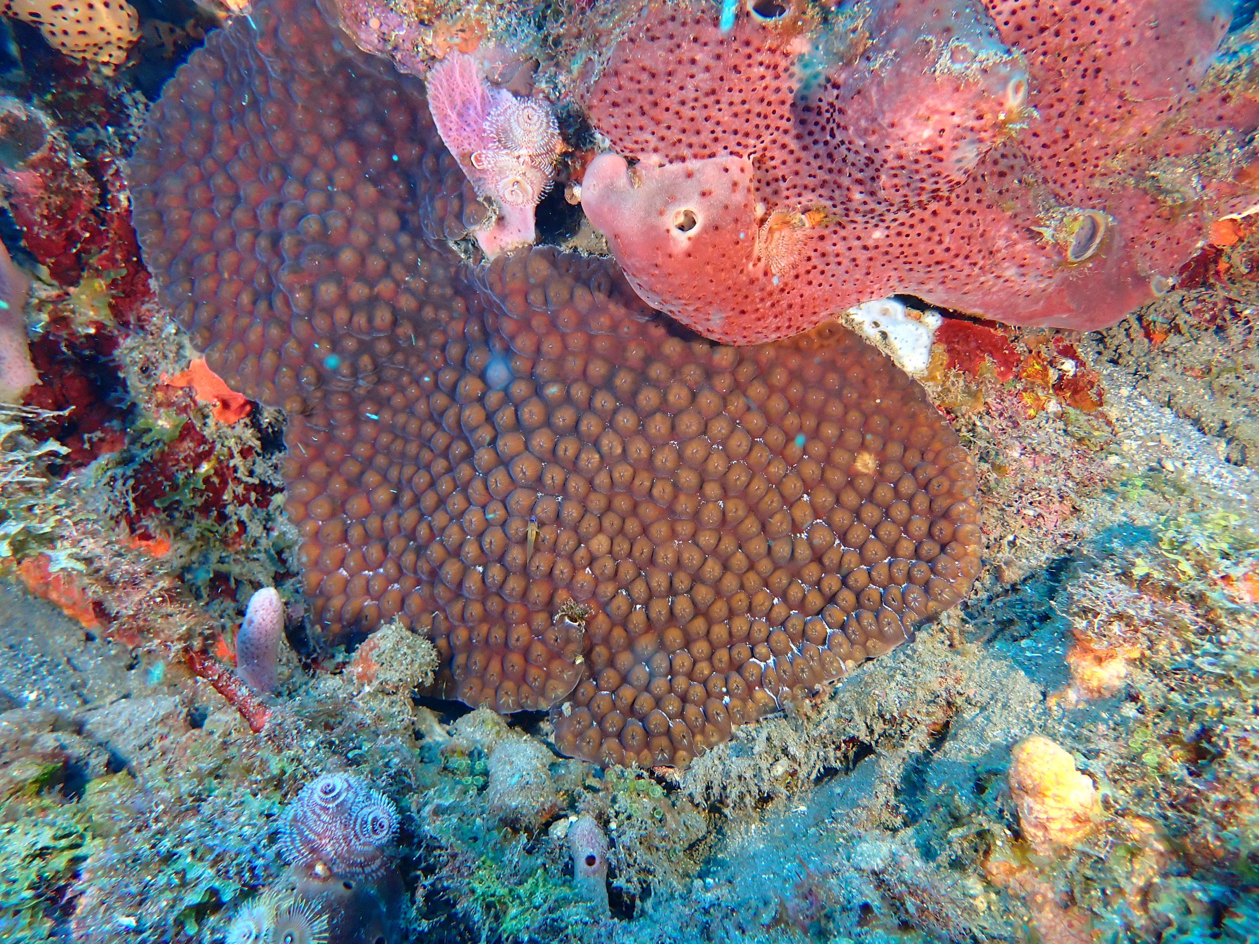 https://res.cloudinary.com/dt3d6t2ay/image/upload/v1681652041/obsidian/Martinique%20Fev%202023/Cnidaria%20Incertae%20Sedis/P2260271_ue8gip.jpg