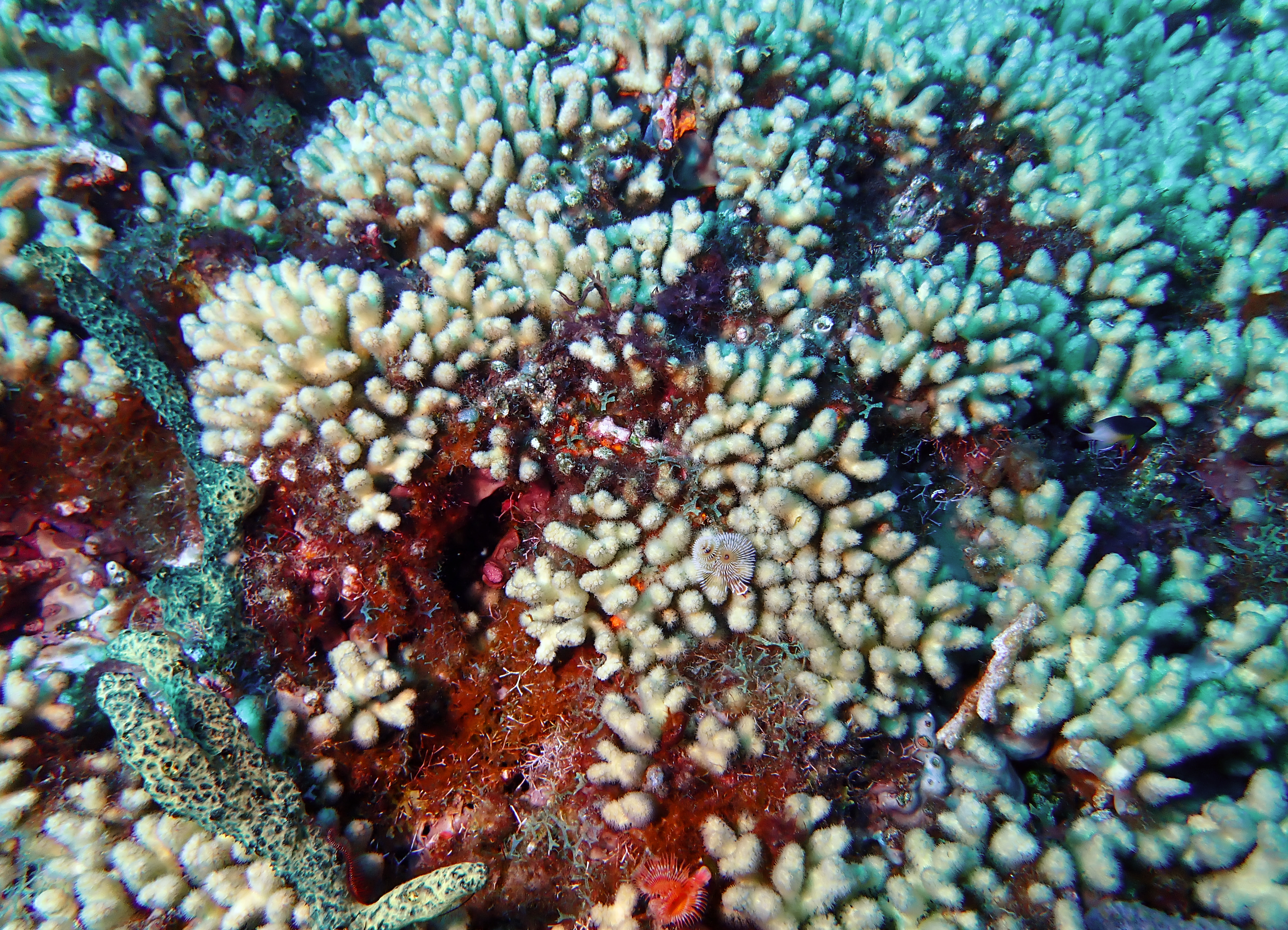 https://res.cloudinary.com/dt3d6t2ay/image/upload/v1681652041/obsidian/Martinique%20Fev%202023/Cnidaria%20Incertae%20Sedis/P2260287_fq4q4l.jpg