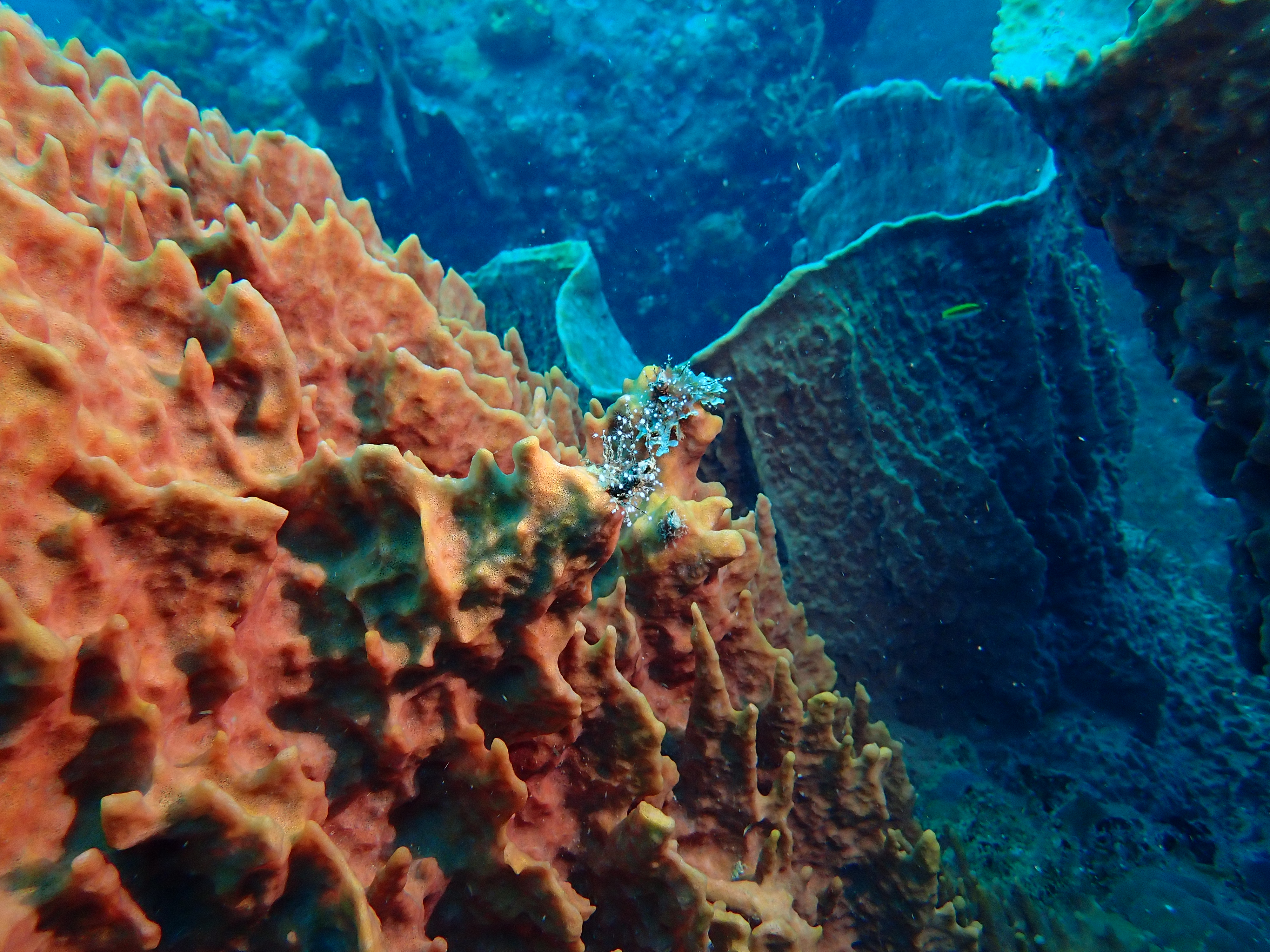 https://res.cloudinary.com/dt3d6t2ay/image/upload/v1681652041/obsidian/Martinique%20Fev%202023/Hydrozoa/P2250152_lz6rsz.jpg