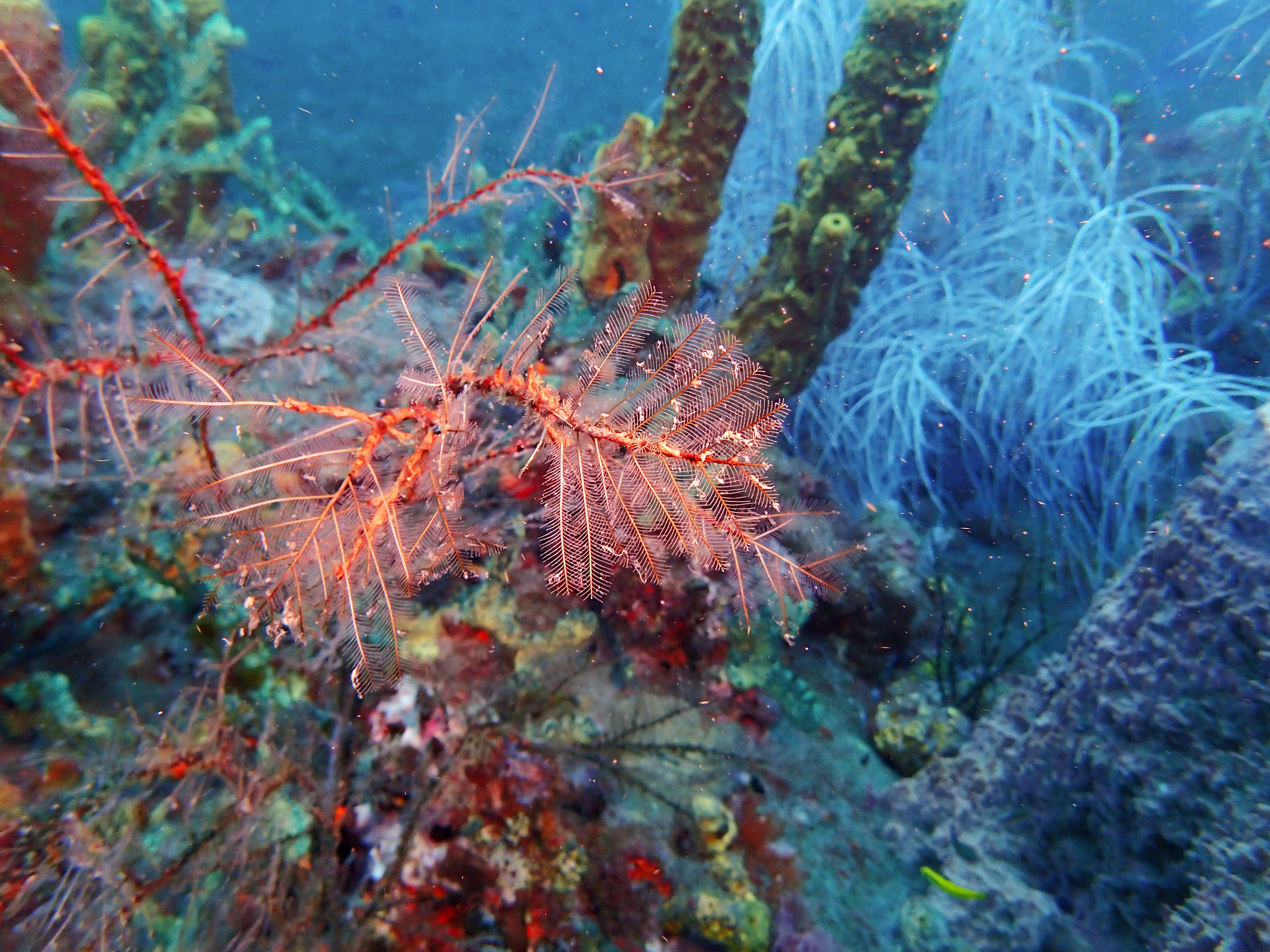 https://res.cloudinary.com/dt3d6t2ay/image/upload/v1681652042/obsidian/Martinique%20Fev%202023/Hydrozoa/P2250144_wjmbly.jpg