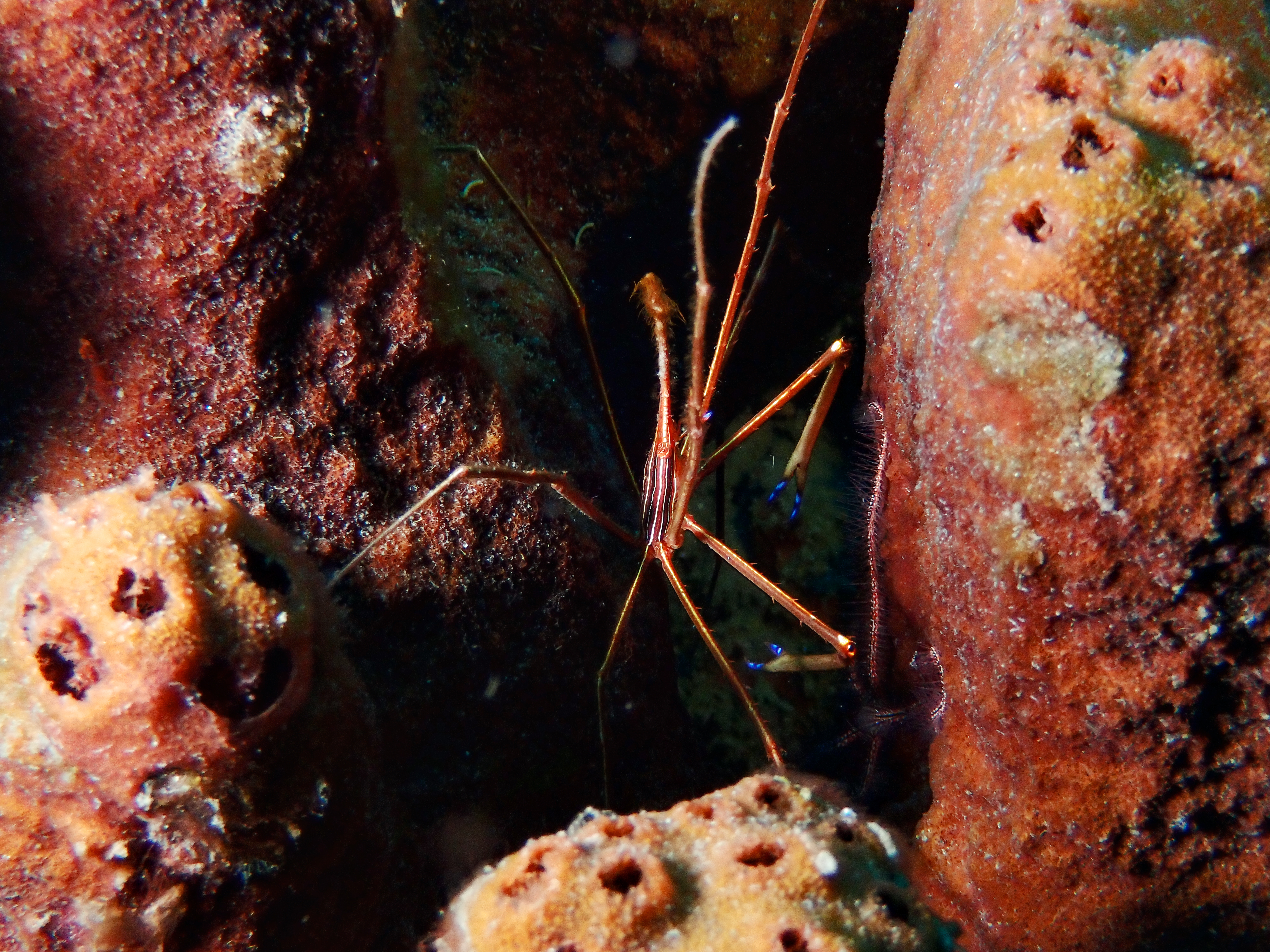 https://res.cloudinary.com/dt3d6t2ay/image/upload/v1681652043/obsidian/Martinique%20Fev%202023/Crustacean/Crabe_Fle%CC%80che_4_s5lc6x.jpg