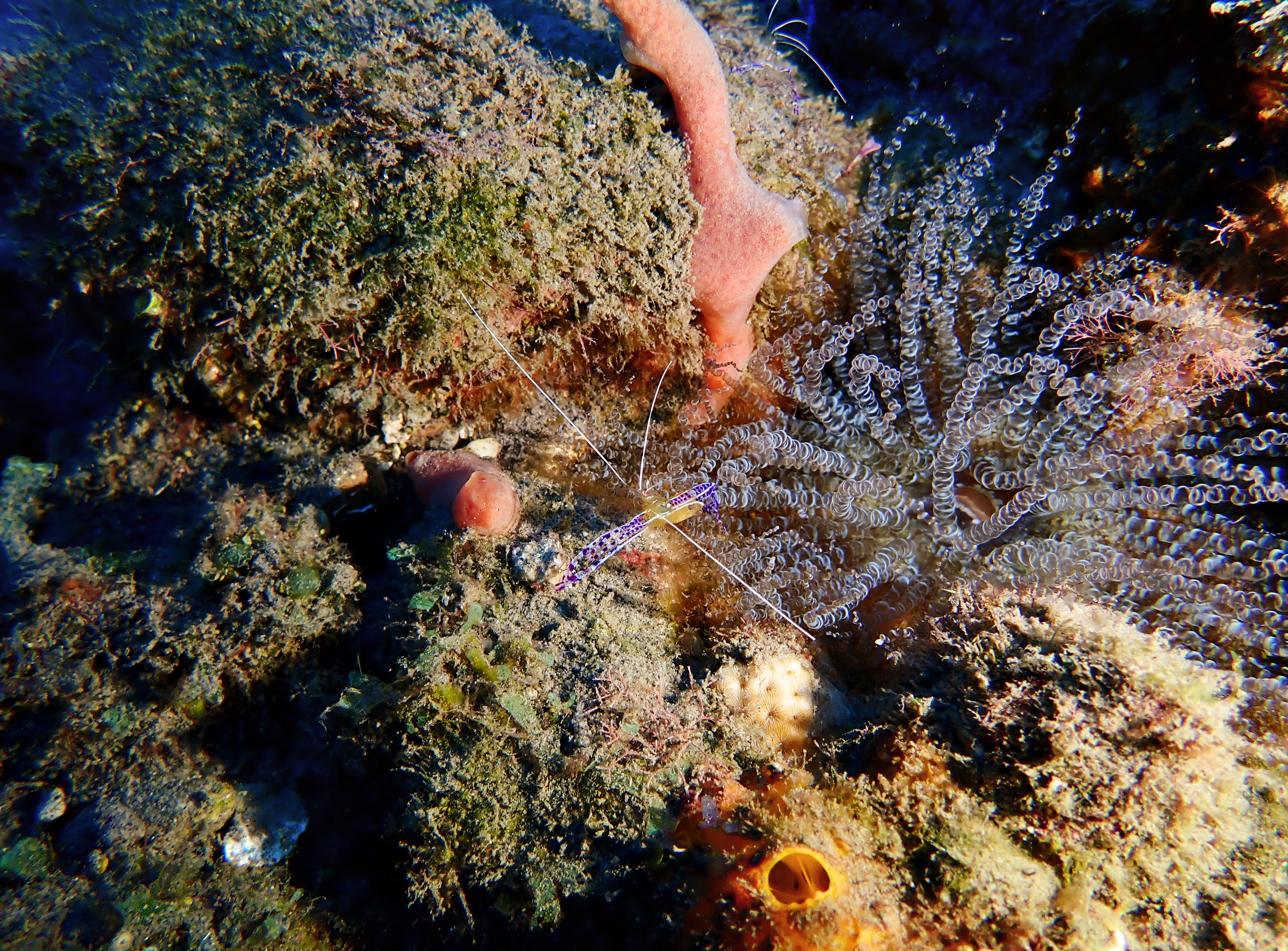 https://res.cloudinary.com/dt3d6t2ay/image/upload/v1681652043/obsidian/Martinique%20Fev%202023/Crustacean/P2260252_sldjsc.jpg