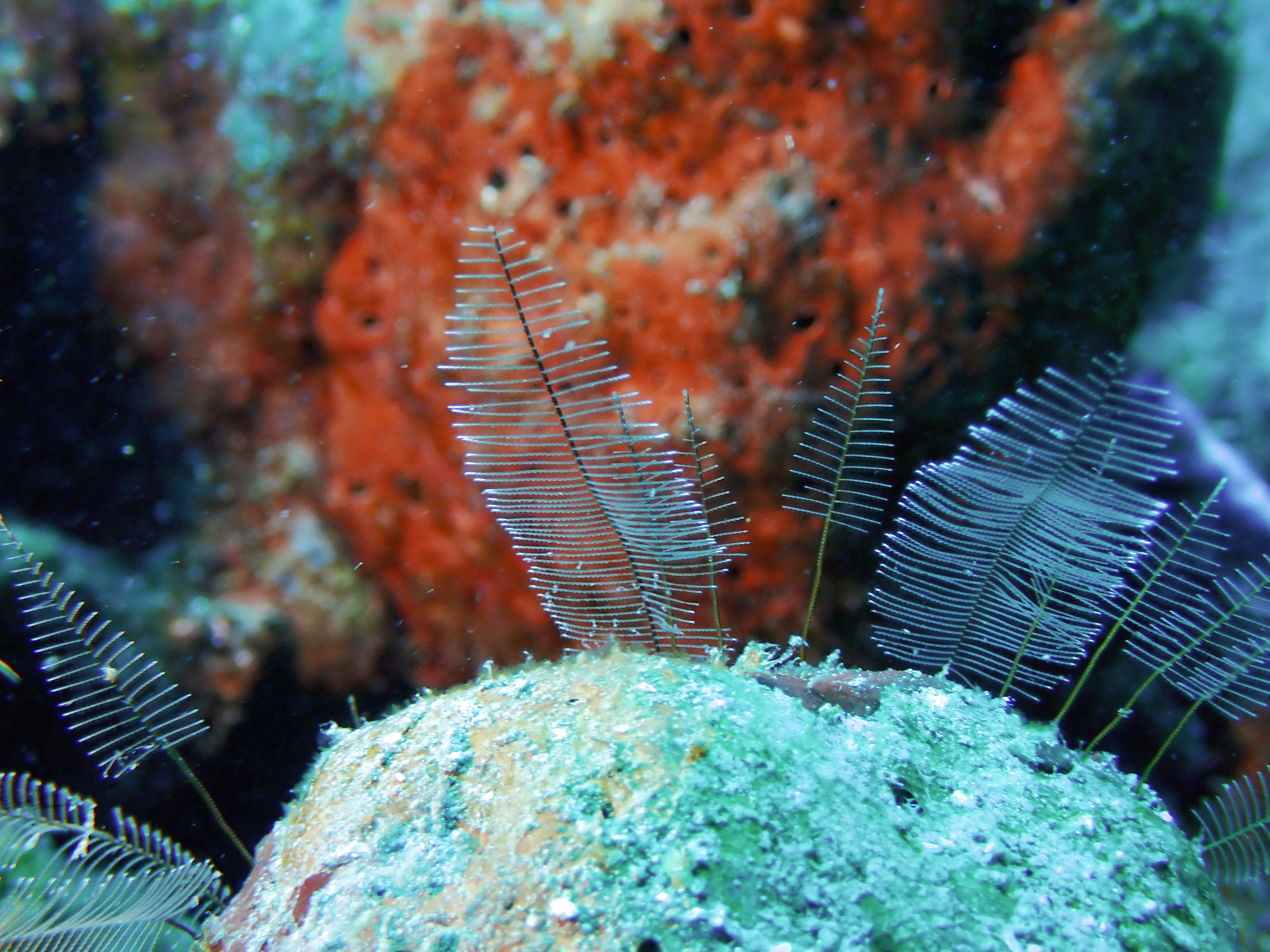 https://res.cloudinary.com/dt3d6t2ay/image/upload/v1681652043/obsidian/Martinique%20Fev%202023/Hydrozoa/Hydraire_des_amarres_qgskht.jpg