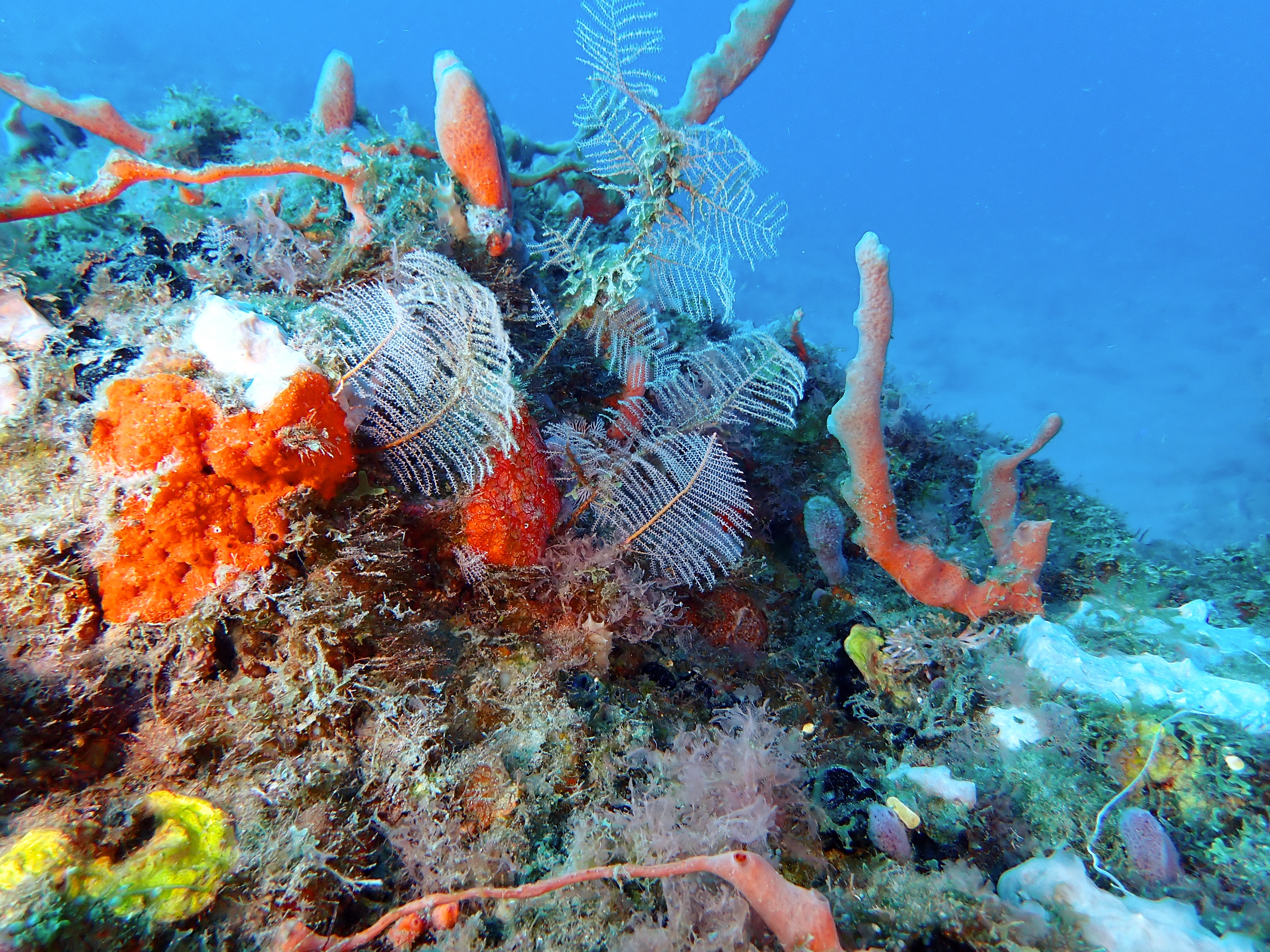 https://res.cloudinary.com/dt3d6t2ay/image/upload/v1681652043/obsidian/Martinique%20Fev%202023/Hydrozoa/P2260258_rdyjn0.jpg