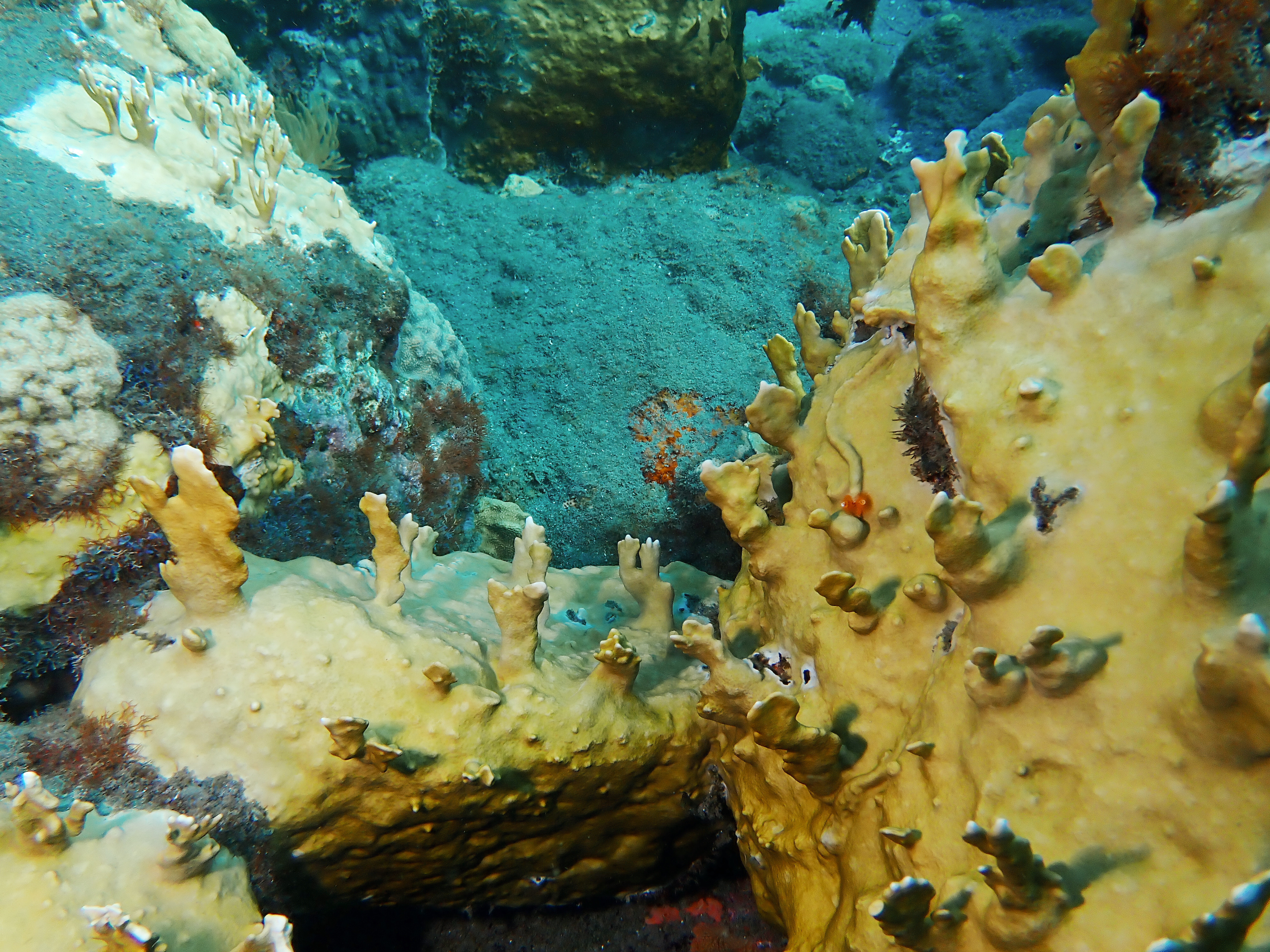 https://res.cloudinary.com/dt3d6t2ay/image/upload/v1681652043/obsidian/Martinique%20Fev%202023/Hydrozoa/P2270392_yn8yds.jpg