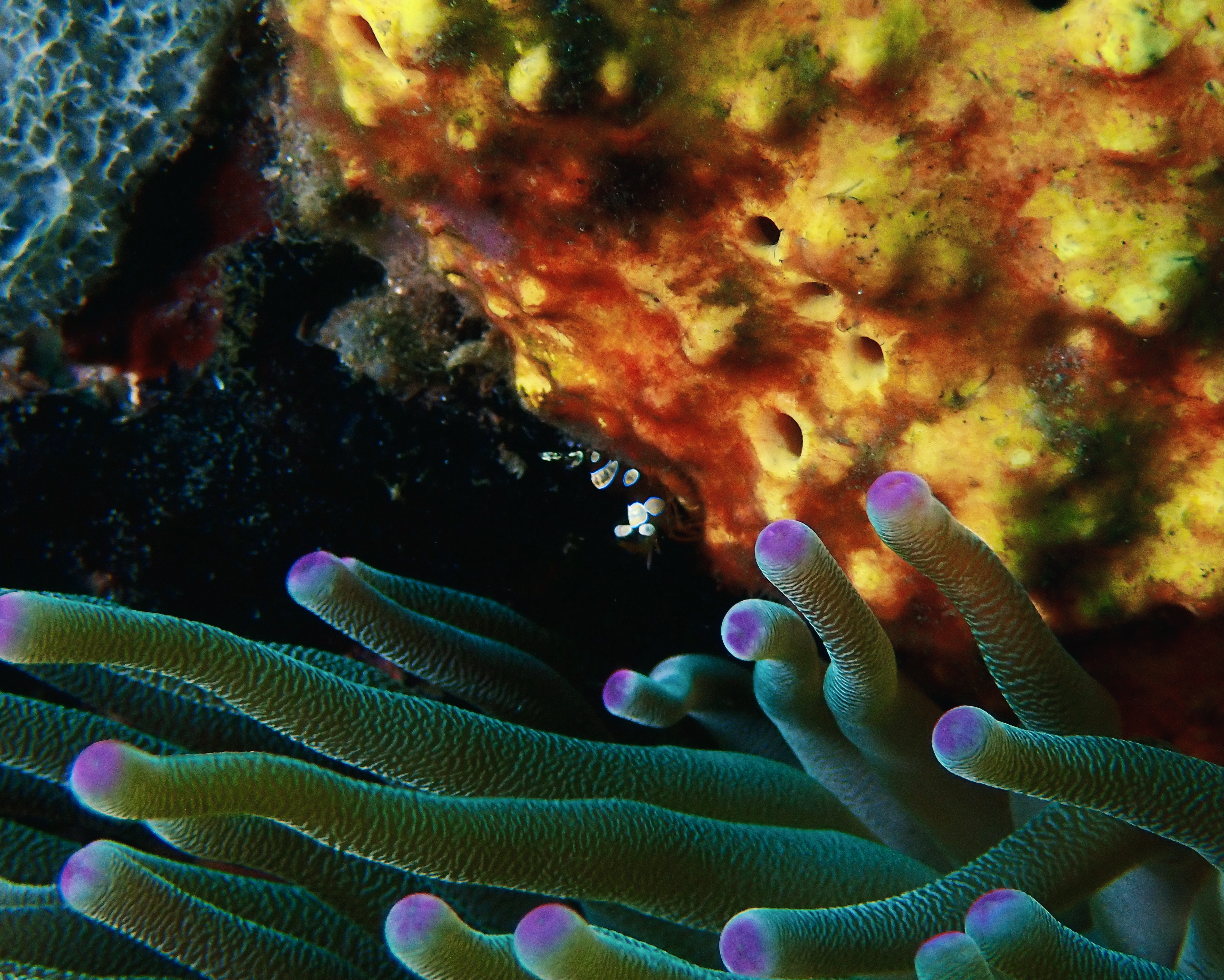 https://res.cloudinary.com/dt3d6t2ay/image/upload/v1681652044/obsidian/Martinique%20Fev%202023/Crustacean/P2270442_vqw3fk.jpg