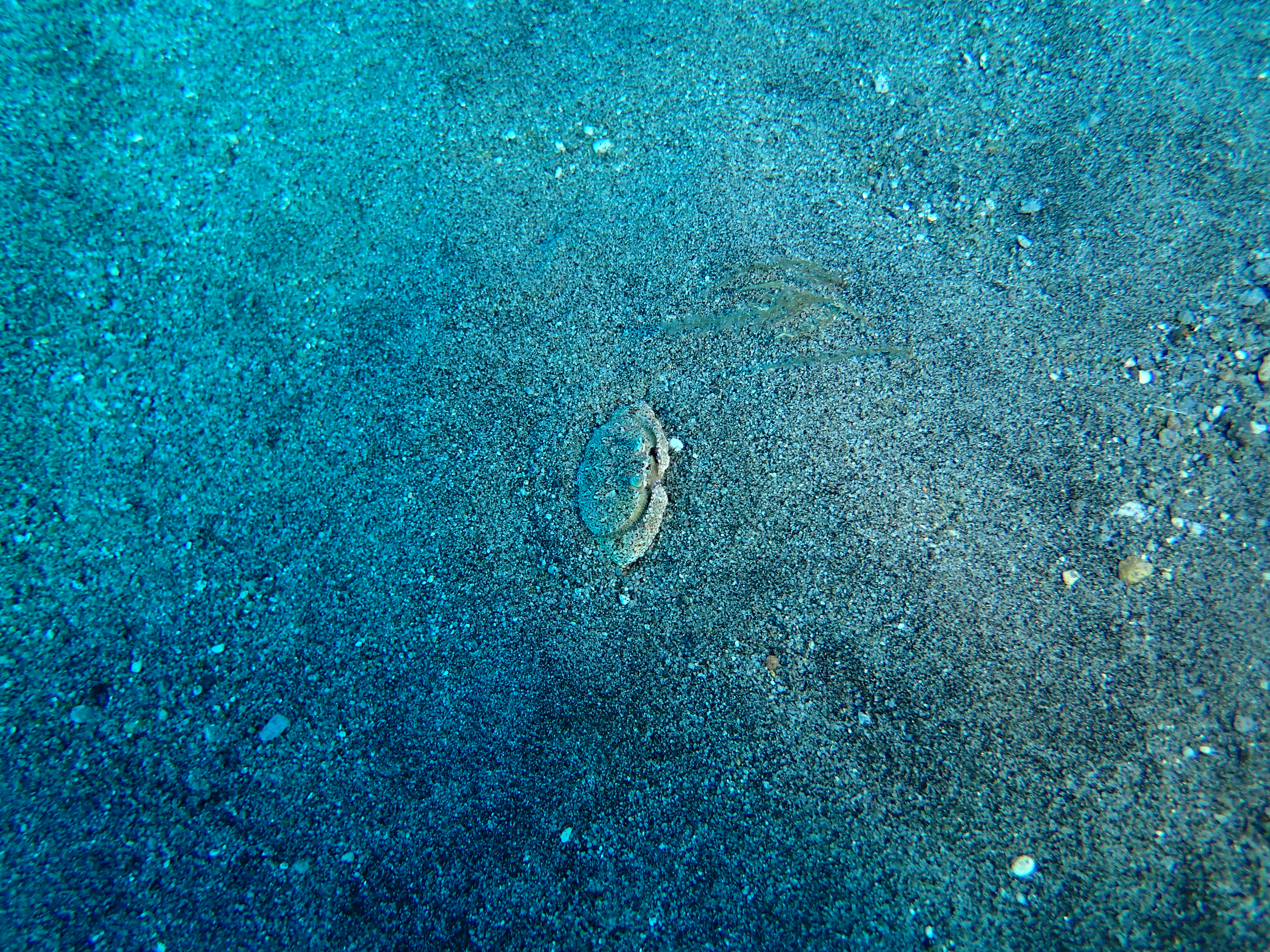 https://res.cloudinary.com/dt3d6t2ay/image/upload/v1681652045/obsidian/Martinique%20Fev%202023/Crustacean/P2260231_z0wmbg.jpg