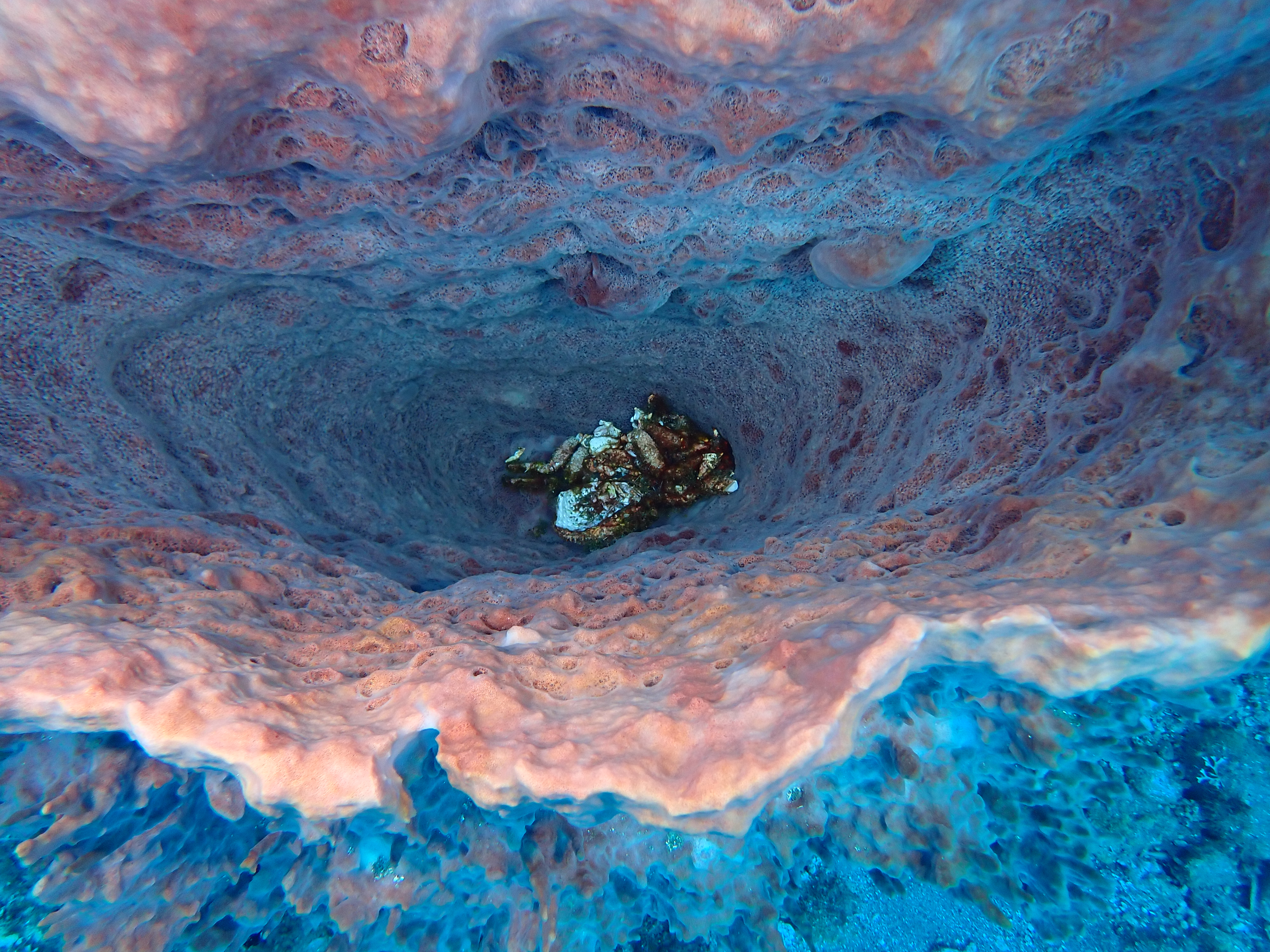https://res.cloudinary.com/dt3d6t2ay/image/upload/v1681652045/obsidian/Martinique%20Fev%202023/Crustacean/P2270418_wlv5ju.jpg