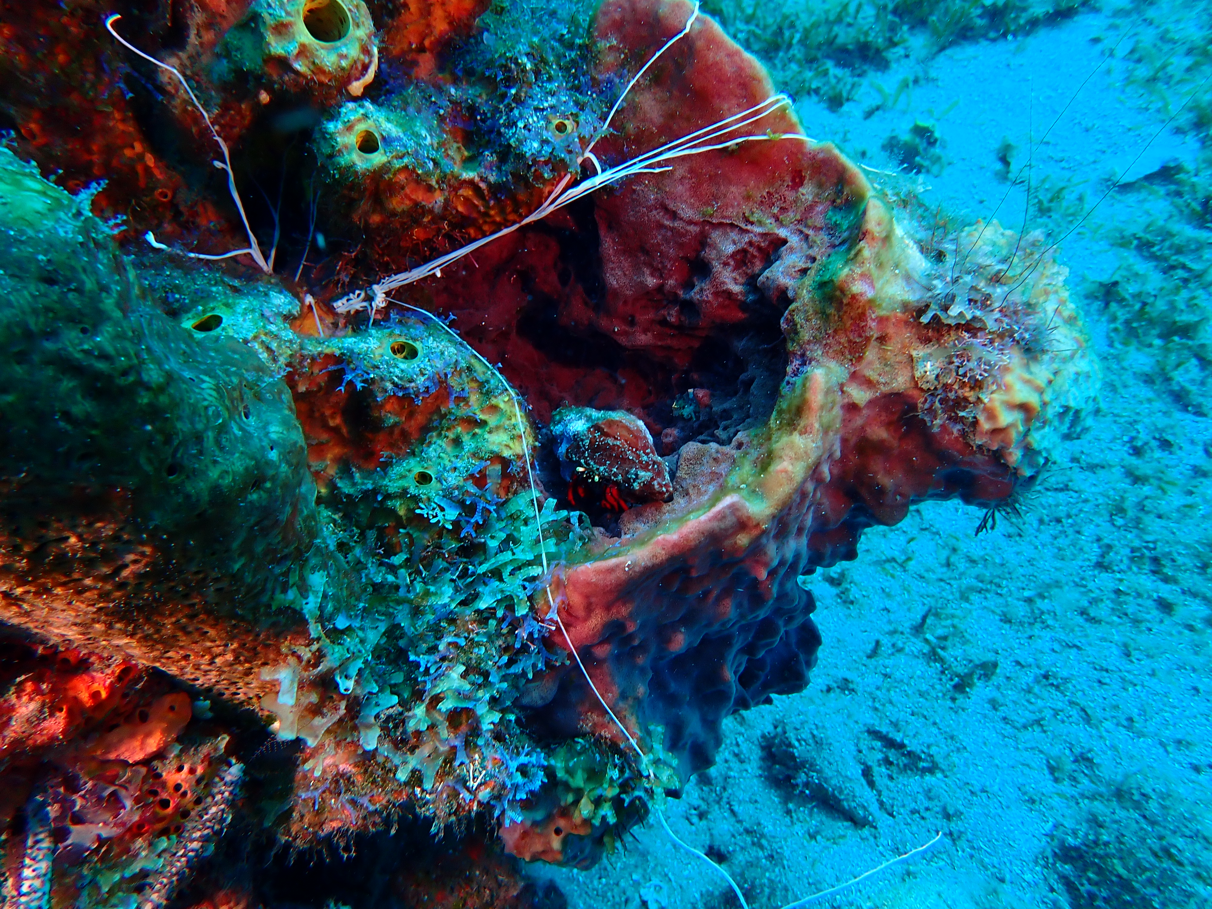 https://res.cloudinary.com/dt3d6t2ay/image/upload/v1681652046/obsidian/Martinique%20Fev%202023/Crustacean/P2260355_eclitd.jpg