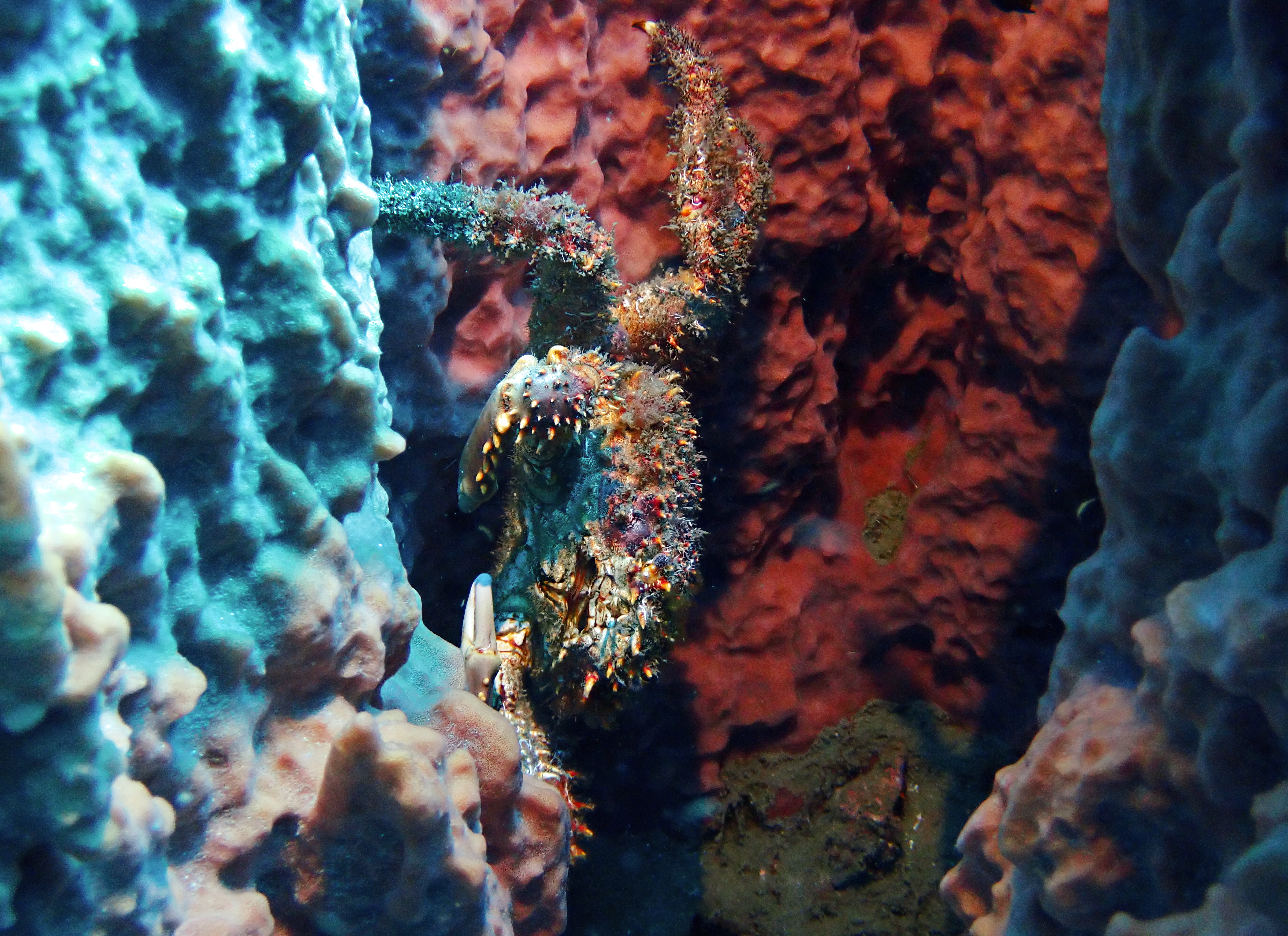 https://res.cloudinary.com/dt3d6t2ay/image/upload/v1681652046/obsidian/Martinique%20Fev%202023/Crustacean/P3010508_kdtacl.jpg