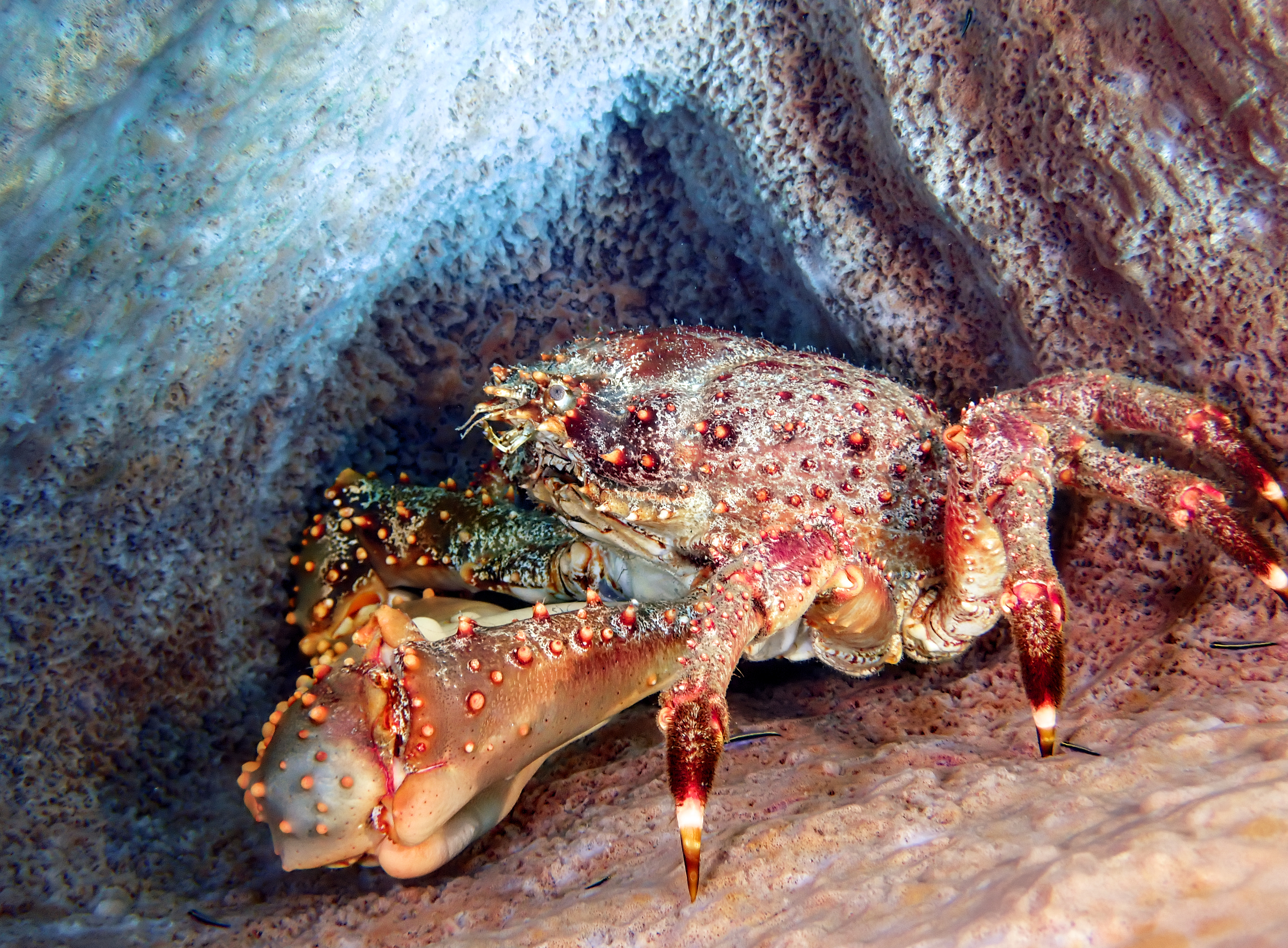 https://res.cloudinary.com/dt3d6t2ay/image/upload/v1681652046/obsidian/Martinique%20Fev%202023/Crustacean/P3010513_ktqhll.jpg