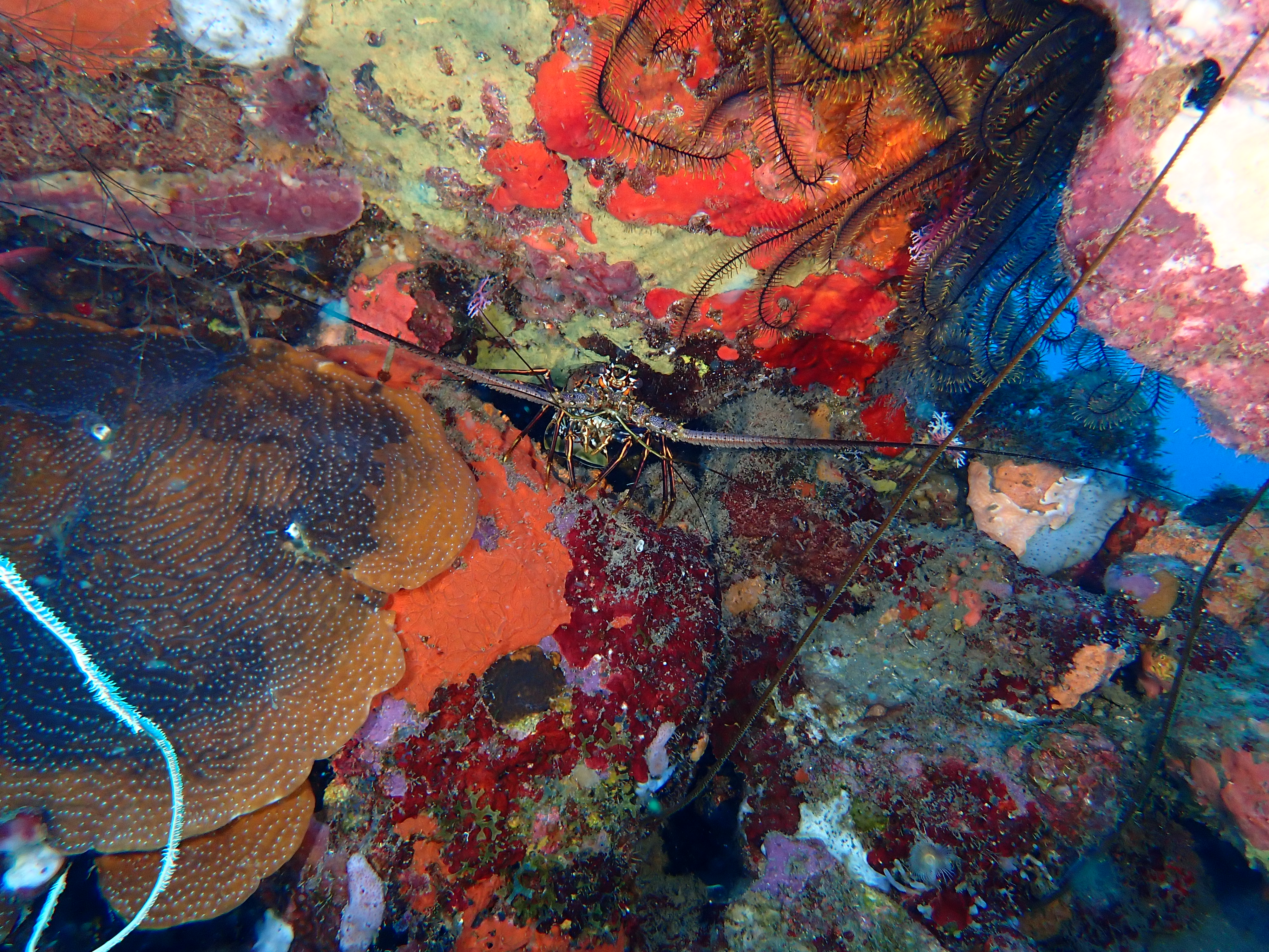 https://res.cloudinary.com/dt3d6t2ay/image/upload/v1681652047/obsidian/Martinique%20Fev%202023/Crustacean/P2260273_uz4awv.jpg