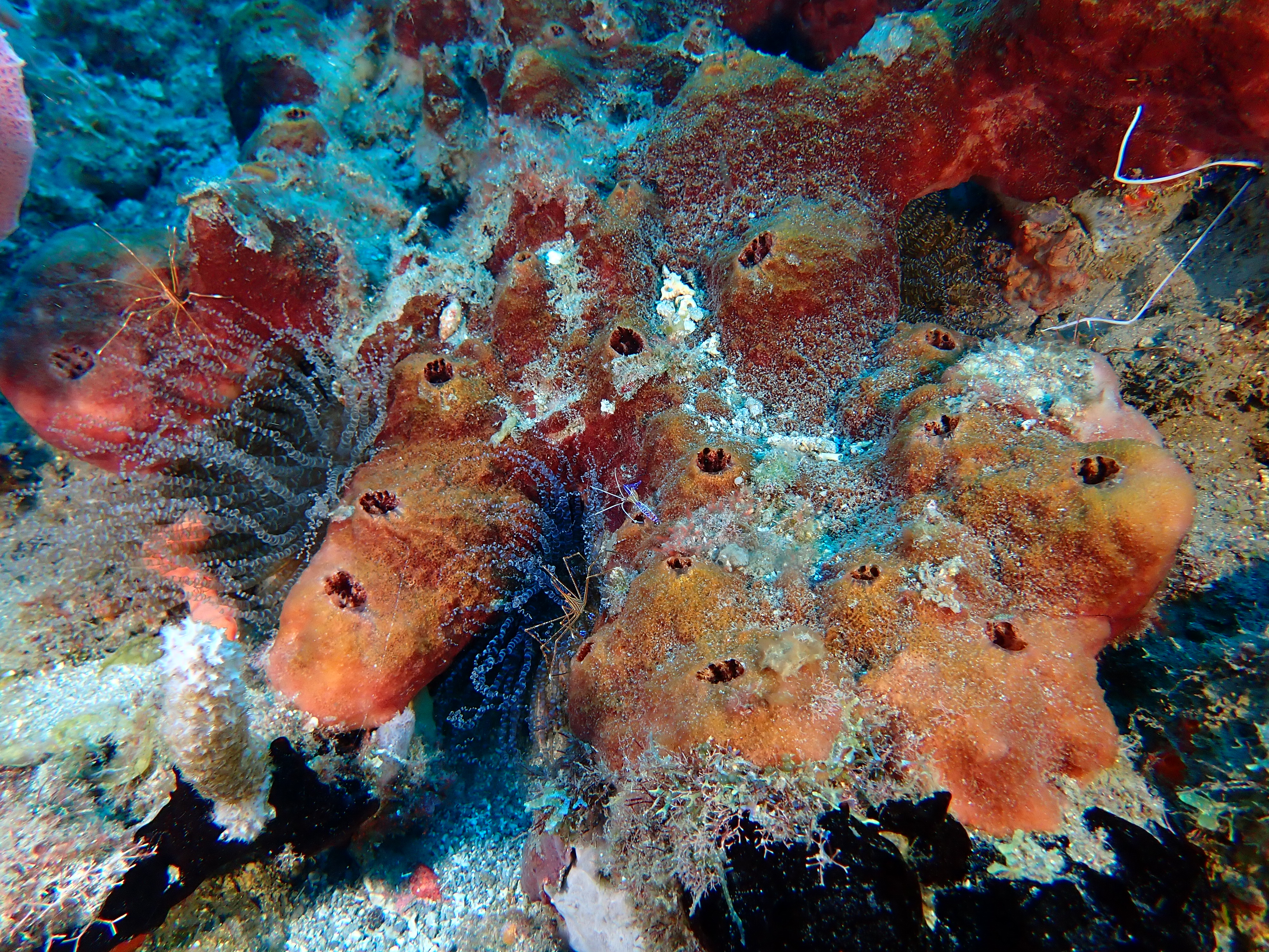 https://res.cloudinary.com/dt3d6t2ay/image/upload/v1681652047/obsidian/Martinique%20Fev%202023/Crustacean/P2270415_wrm5y2.jpg