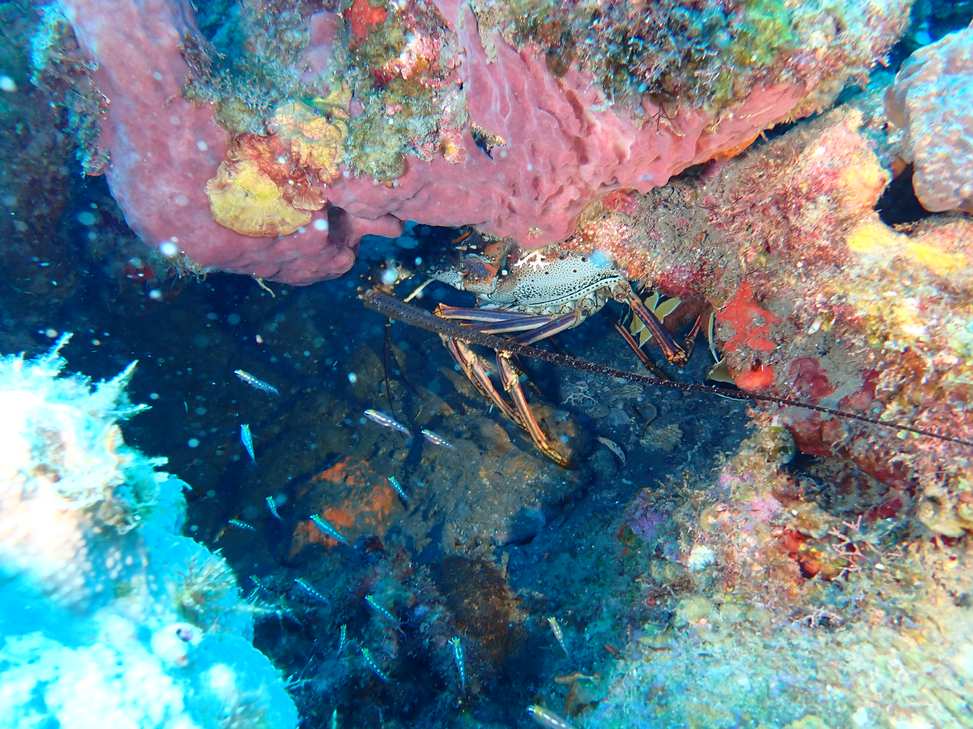 https://res.cloudinary.com/dt3d6t2ay/image/upload/v1681652047/obsidian/Martinique%20Fev%202023/Crustacean/P3010503_goqnvt.jpg
