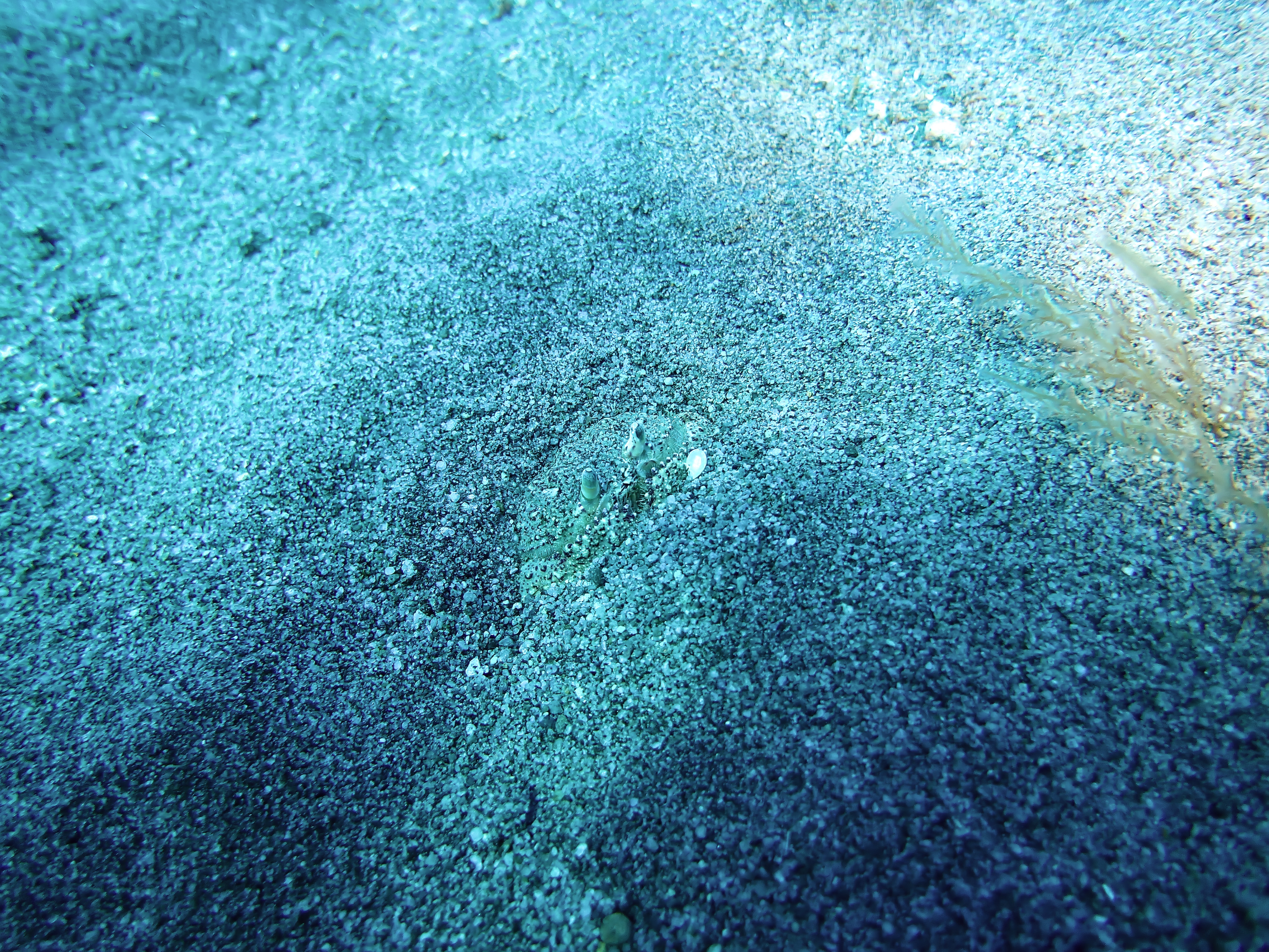 https://res.cloudinary.com/dt3d6t2ay/image/upload/v1681652522/obsidian/Martinique%20Fev%202023/Crustacean/P2260232_copy_wcxppo.jpg