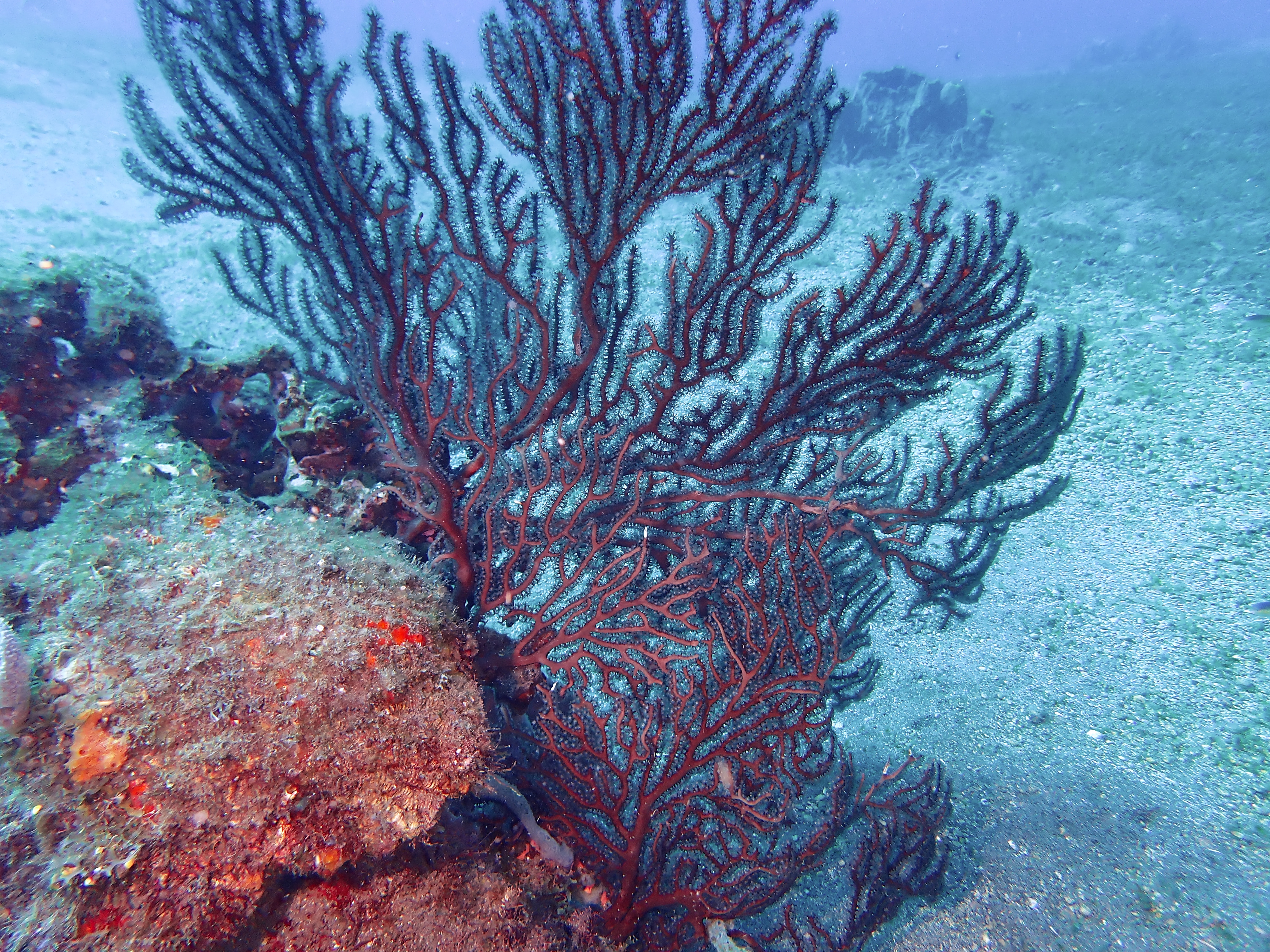 https://res.cloudinary.com/dt3d6t2ay/image/upload/v1681652522/obsidian/Martinique%20Fev%202023/Octocorallia/P2270364_copy_eqi3bj.jpg