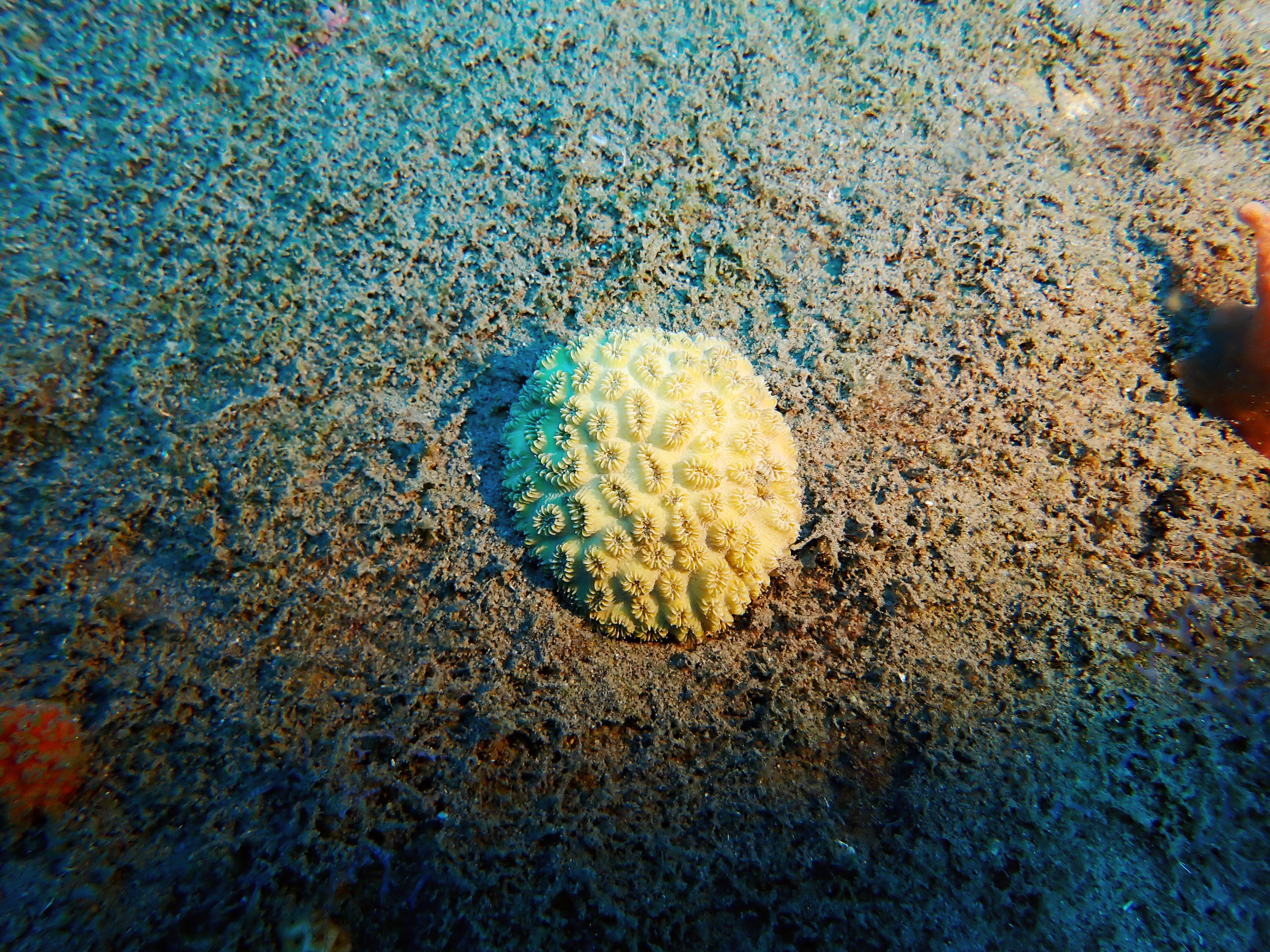 https://res.cloudinary.com/dt3d6t2ay/image/upload/v1681652523/obsidian/Martinique%20Fev%202023/Hexacorallia/P2260241_copy_vlxxqf.jpg