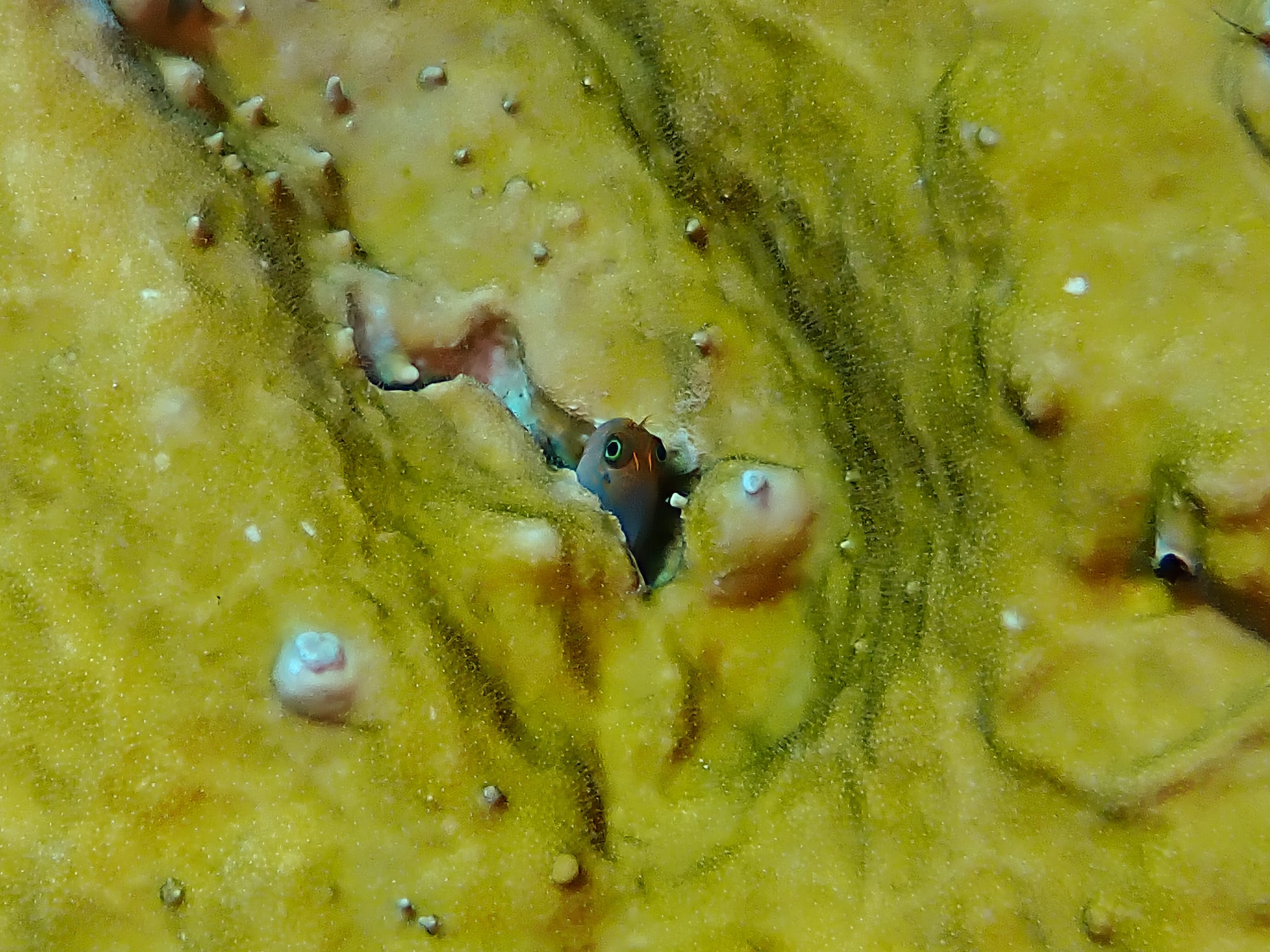 https://res.cloudinary.com/dt3d6t2ay/image/upload/v1692735253/obsidian/Martinique%20Fev%202023/Vertebrata%20incertae%20sedis/P2280478_pguyab.jpg