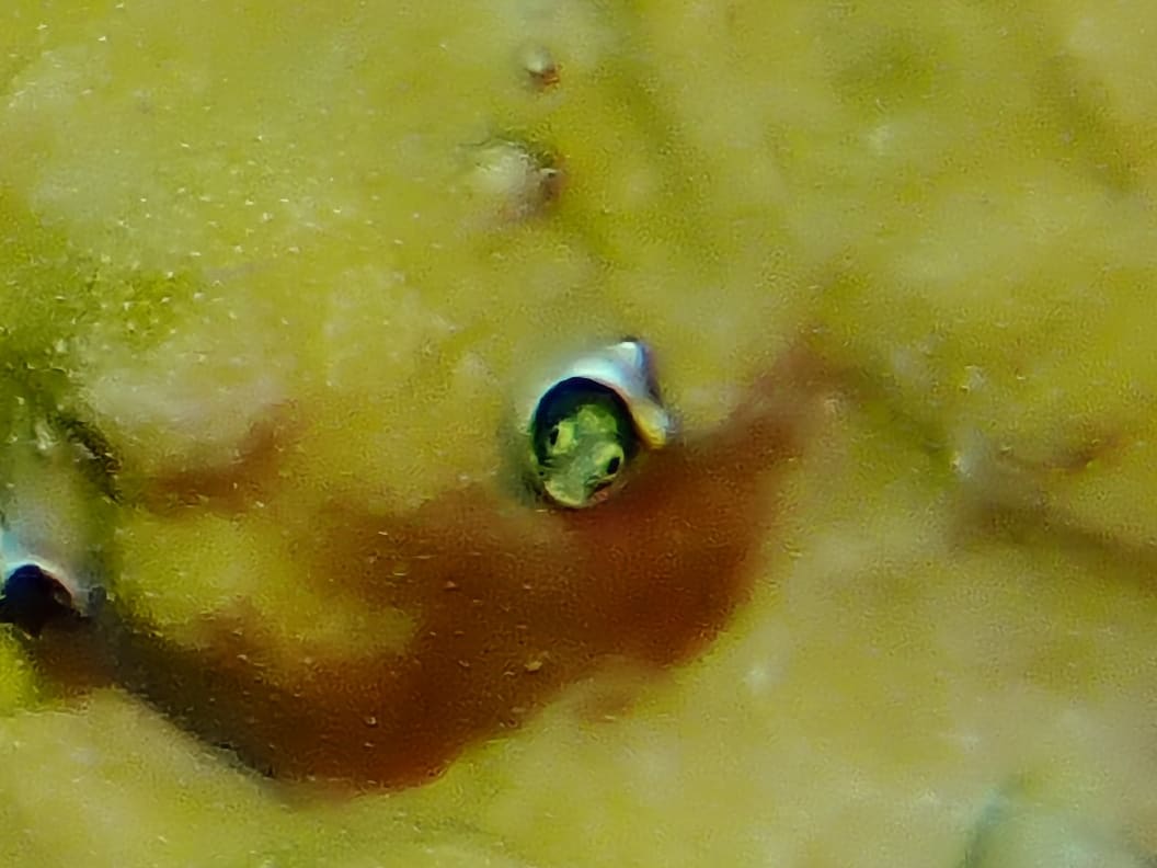 https://res.cloudinary.com/dt3d6t2ay/image/upload/v1692735295/obsidian/Martinique%20Fev%202023/Vertebrata%20incertae%20sedis/P2280478_pguyab-blennie_secretaire_rp7plv.jpg